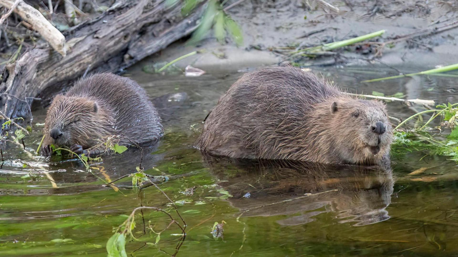 Two beavers eating in a body of water. The bark of a tree can be seen on the left.