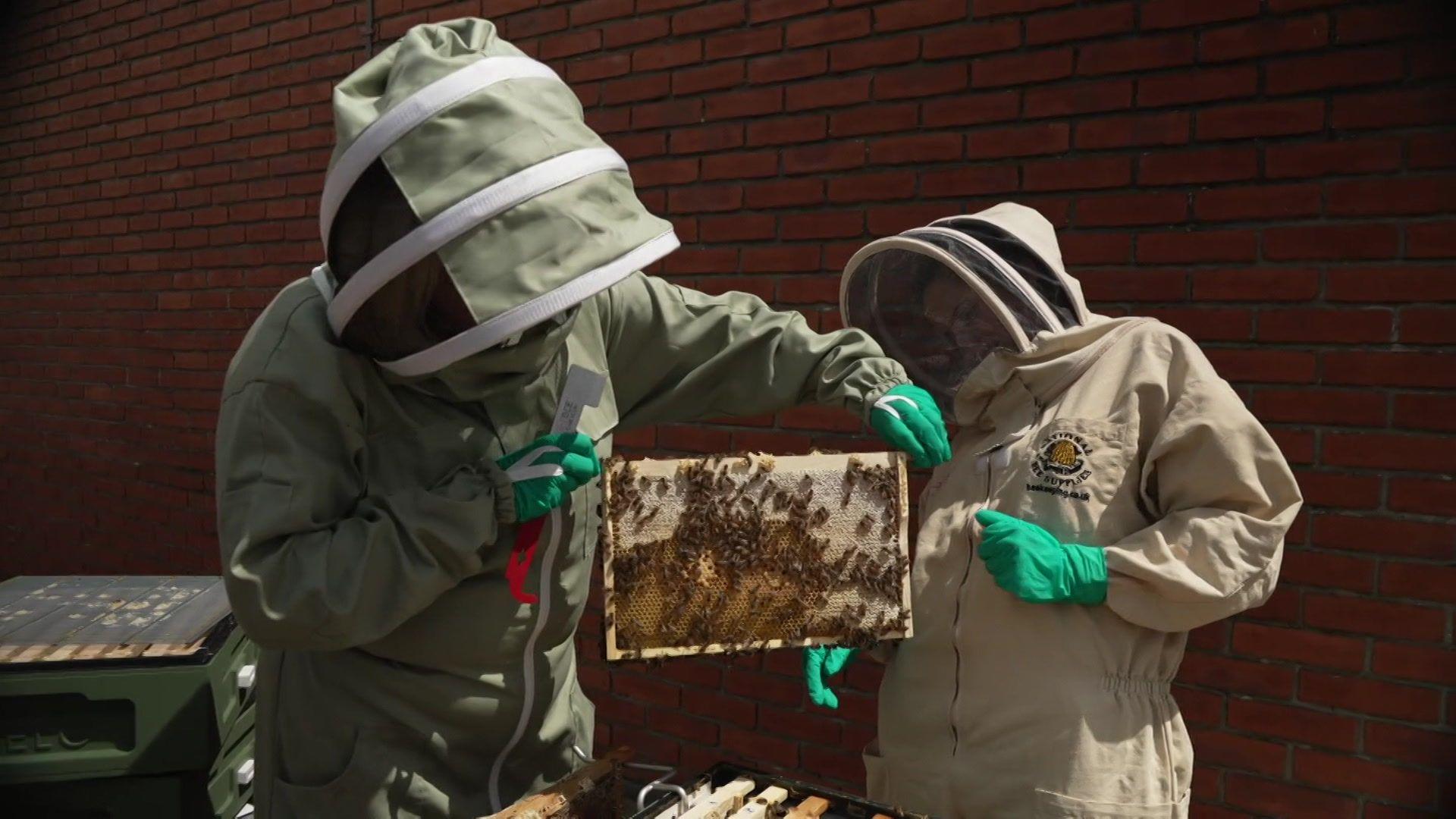 Two beekeepers on the roof in protective suits lift out part of the hive to check on their bees.