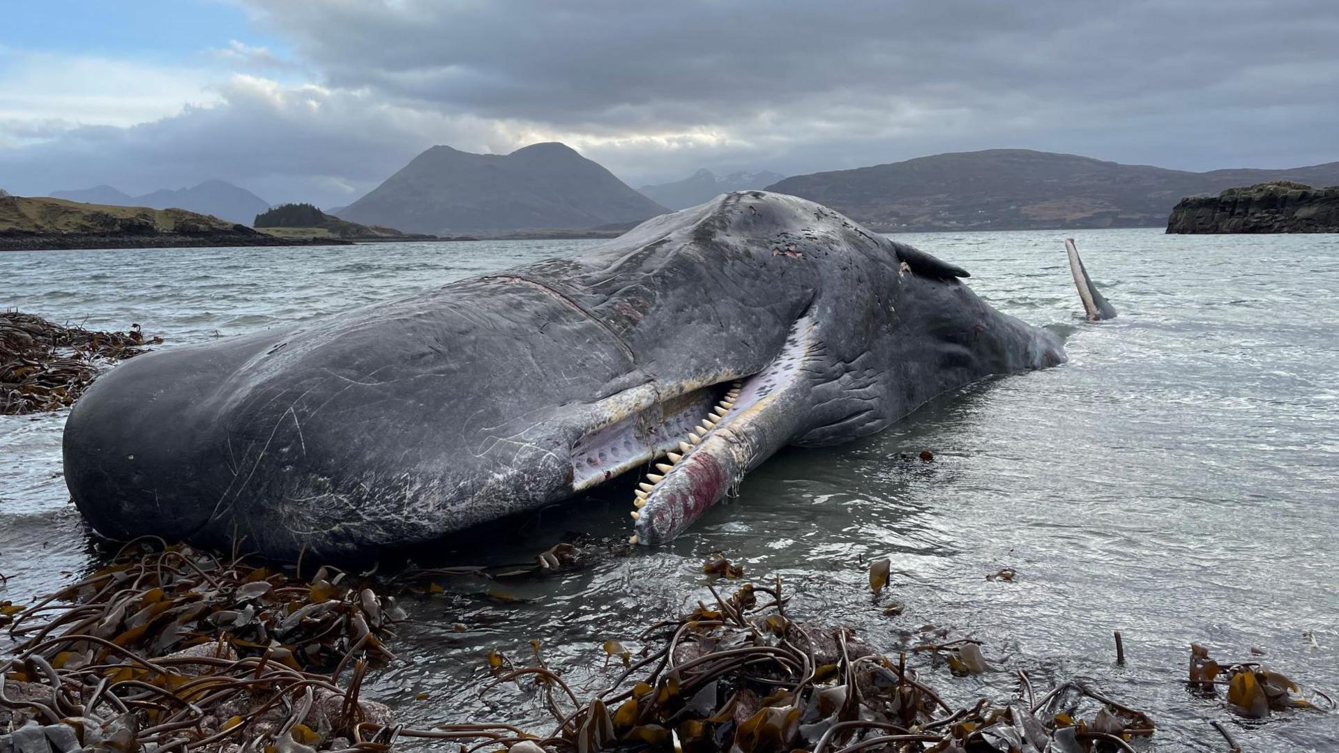 The whale is lying on its side above the surface of the sea. Its mouth is open and showing the teeth in its lower jaw. In the distance are Skye's mountains.