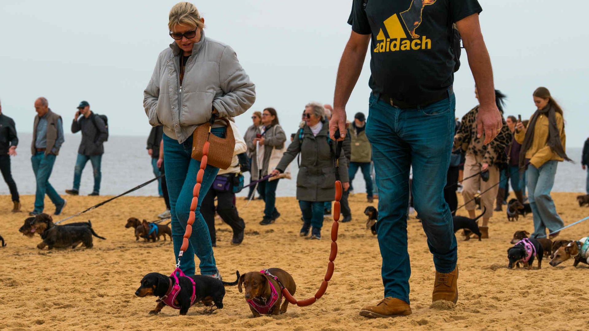 Two dachshunds being walked by their owners on the beach They are on leads that resemble a string of sausages. Many people walking dachshunds can be seen in the background. 