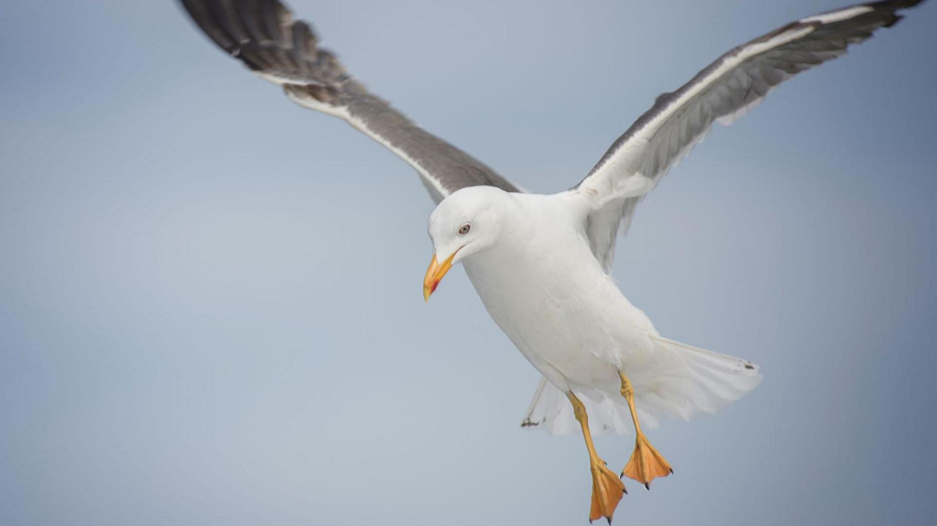A gull in flight. The bird is looking down towards the ground.
