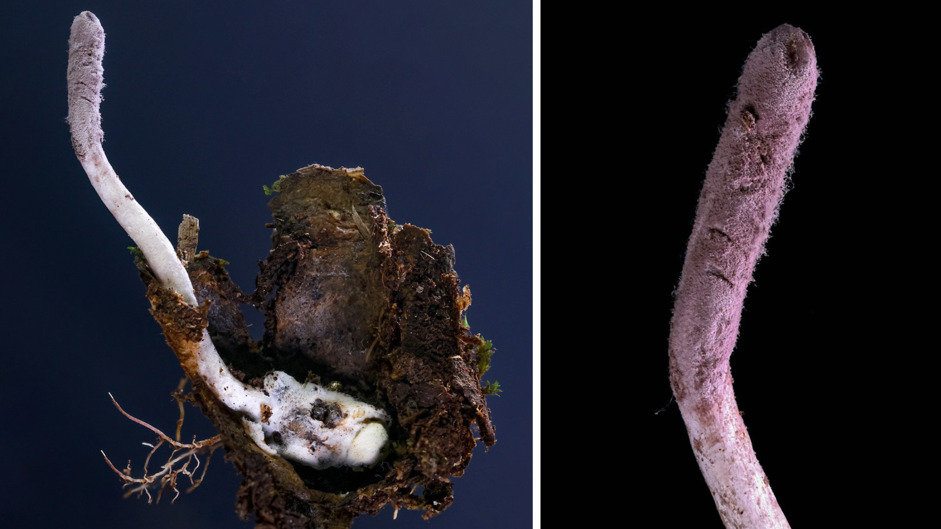 a parasitic fungus that looks like a worm.