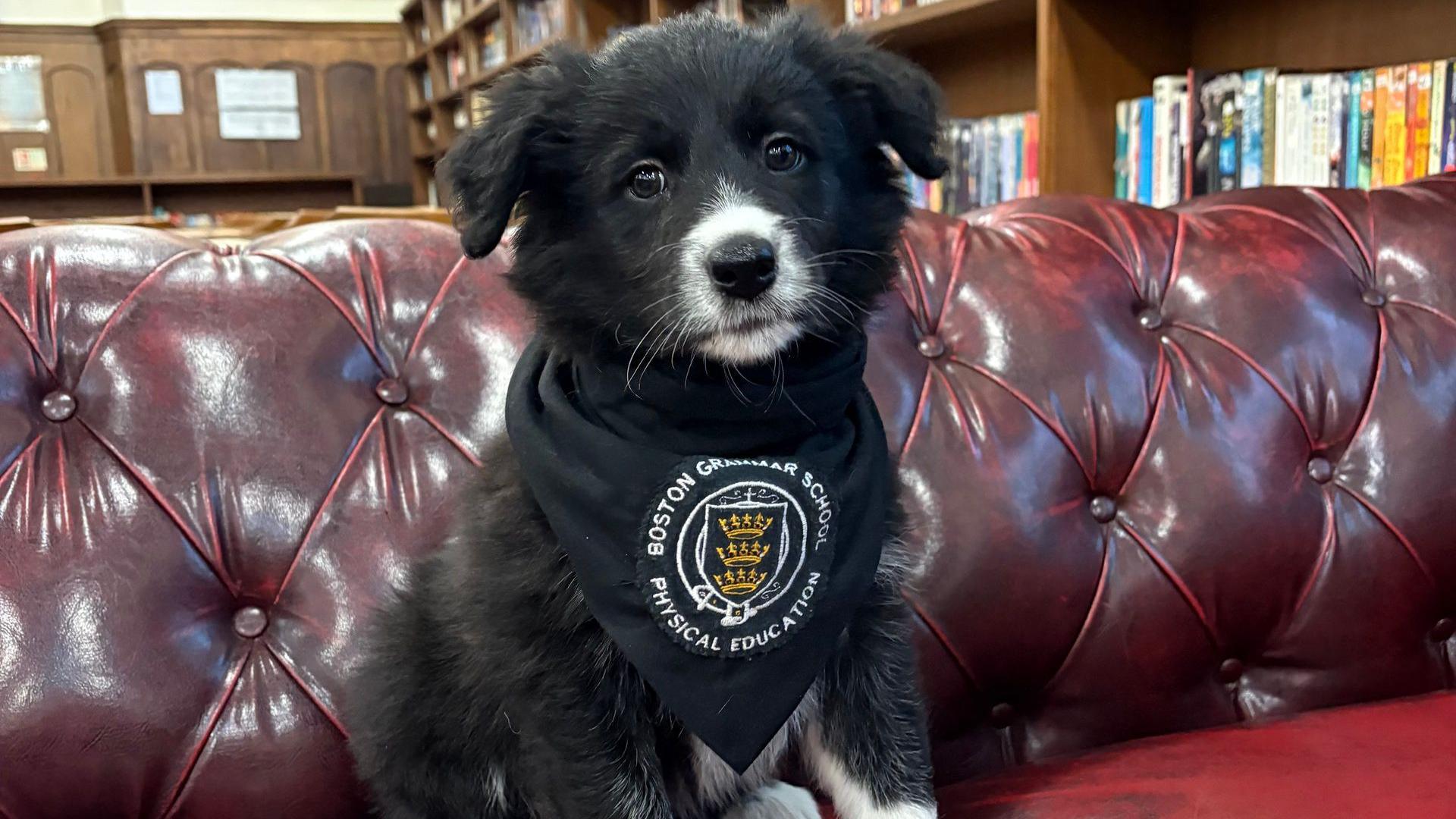 A tiny fluffy black puppy wearing a bandana with a school logo on it sits on a dark red leather sofa and looks at the camera. It's very cute.