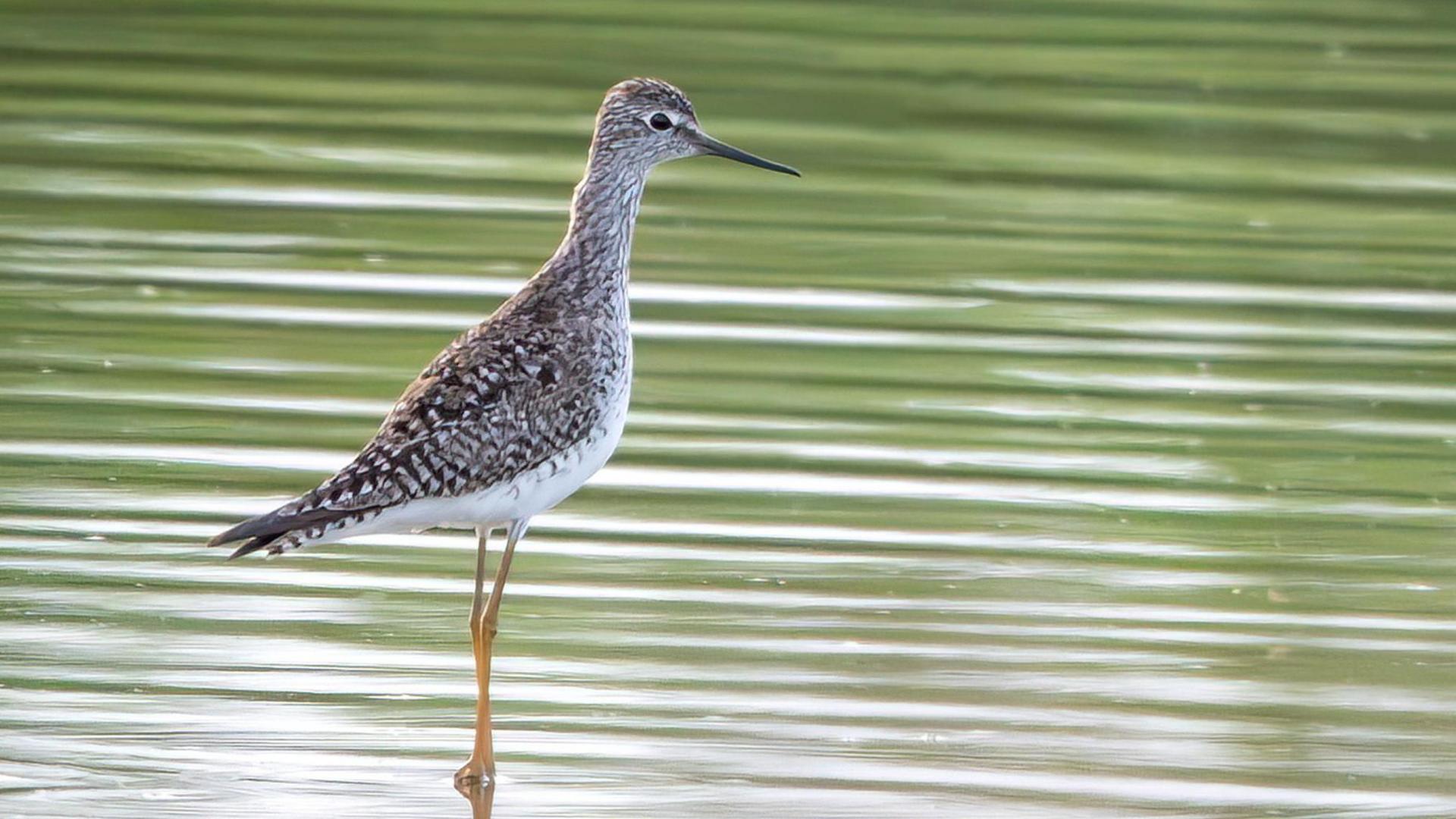 Rare American bird seen in Jersey for first time