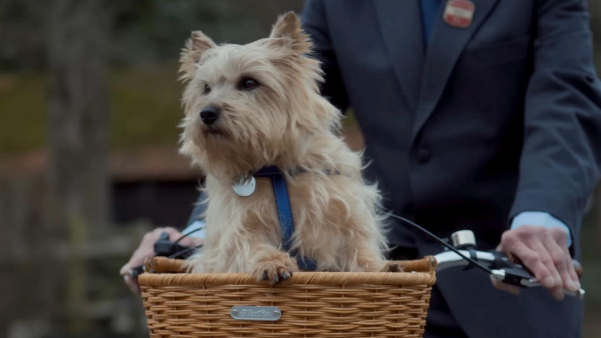 Winnie in the basket