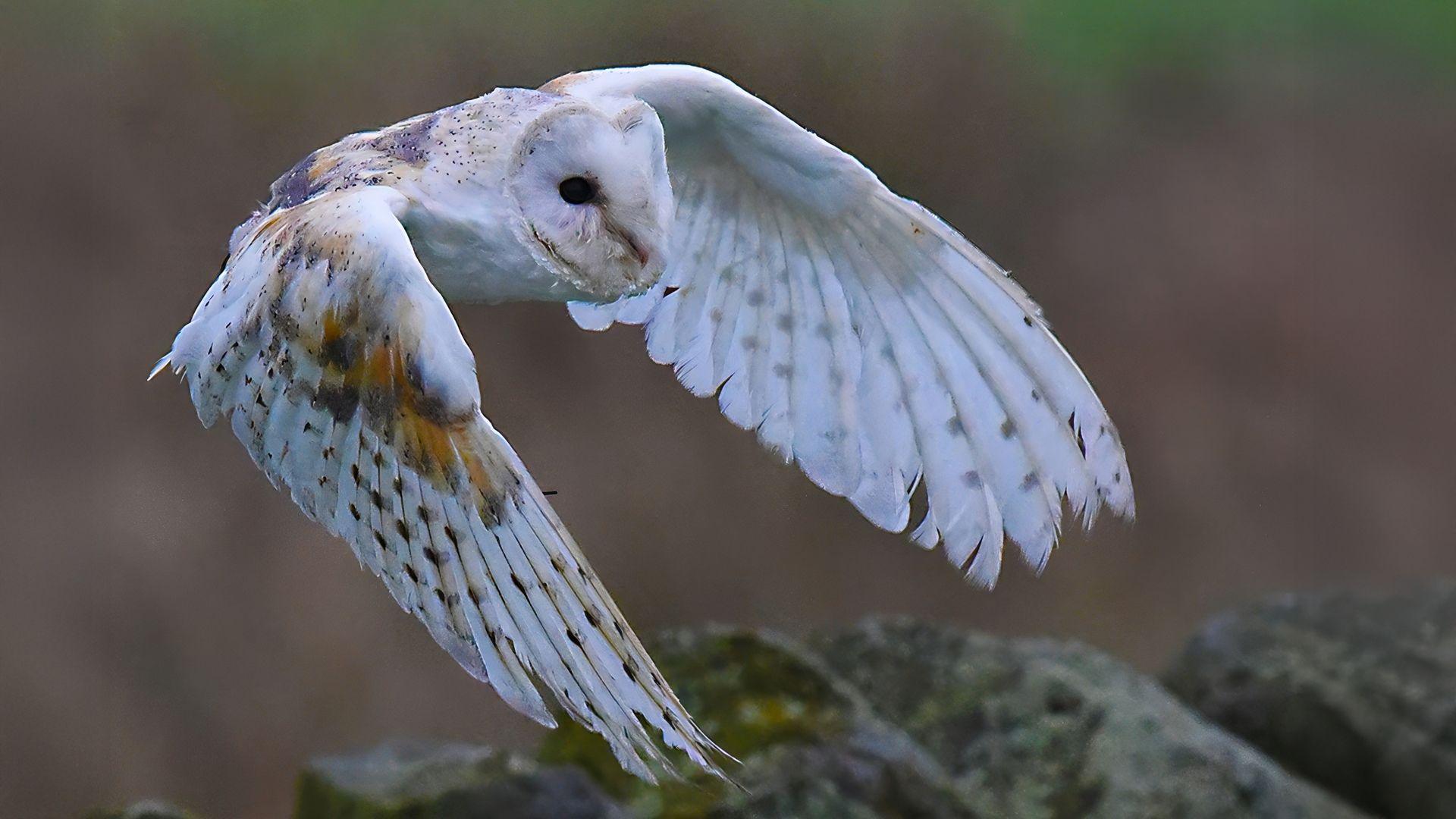 A barn owl with white and brown speckled feathers in flight over a dry stone wall. Its wings are curved down beneath it and its eyes are fixed on something off to the right.