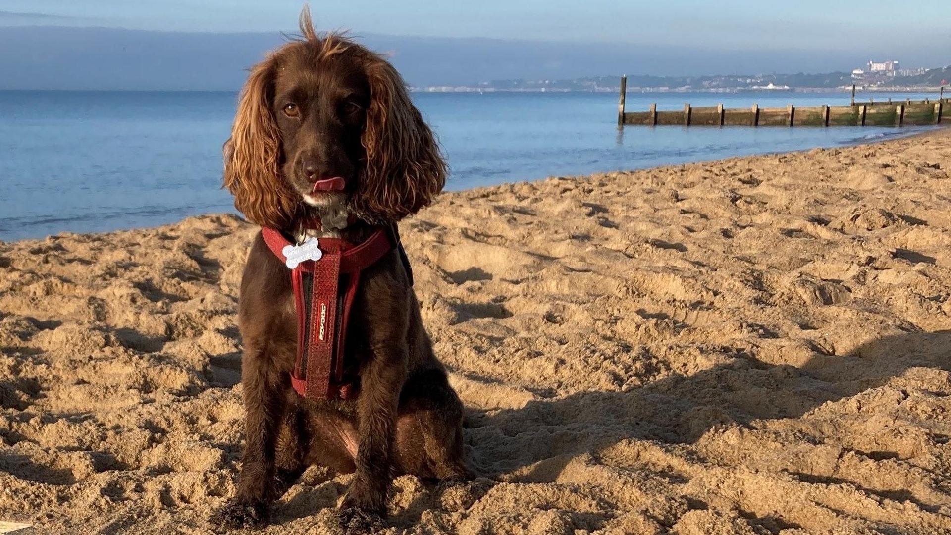 A brown spaniel wearing a red harness, sitting facing the camera on a sandy beach on a clear, sunny day. In the background is the calm sea and the curved shoreline of Bournemouth in the distance