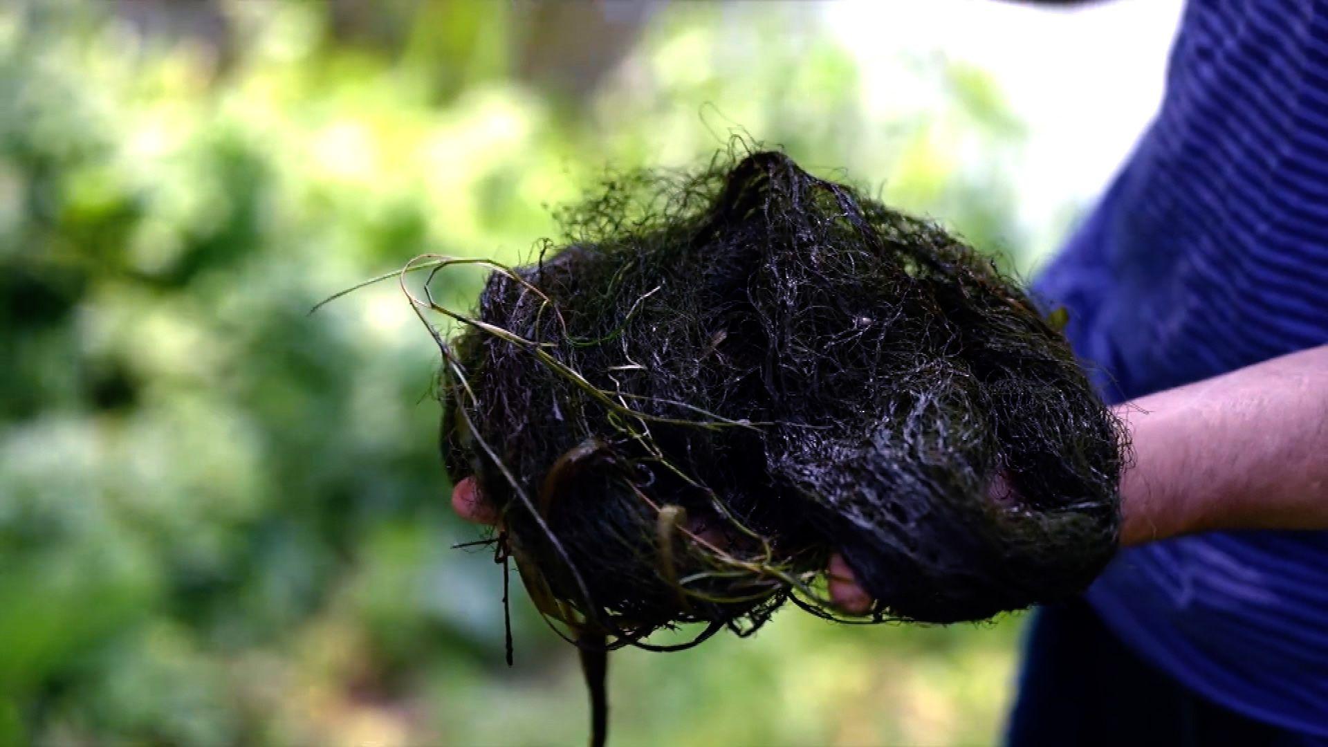 Someone holding a black clump of filamentous algae which has been pulled out of the Kentish Stour