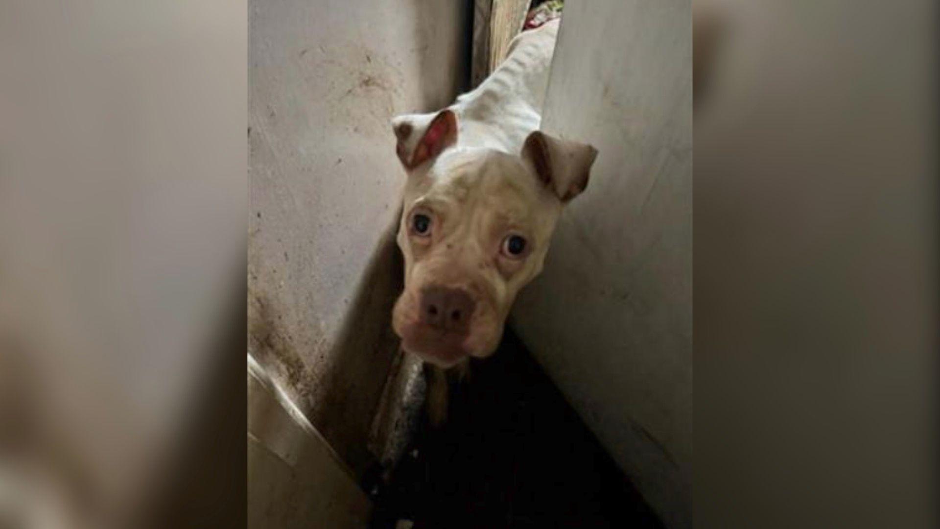 A picture of Tilly when she was found. Her head is poking out from the side of a door and she is dramatically skinnier. The bones of her spine can be seen under her skin, her face is drawn and her eyes are sunken. She is stained and looks scared.