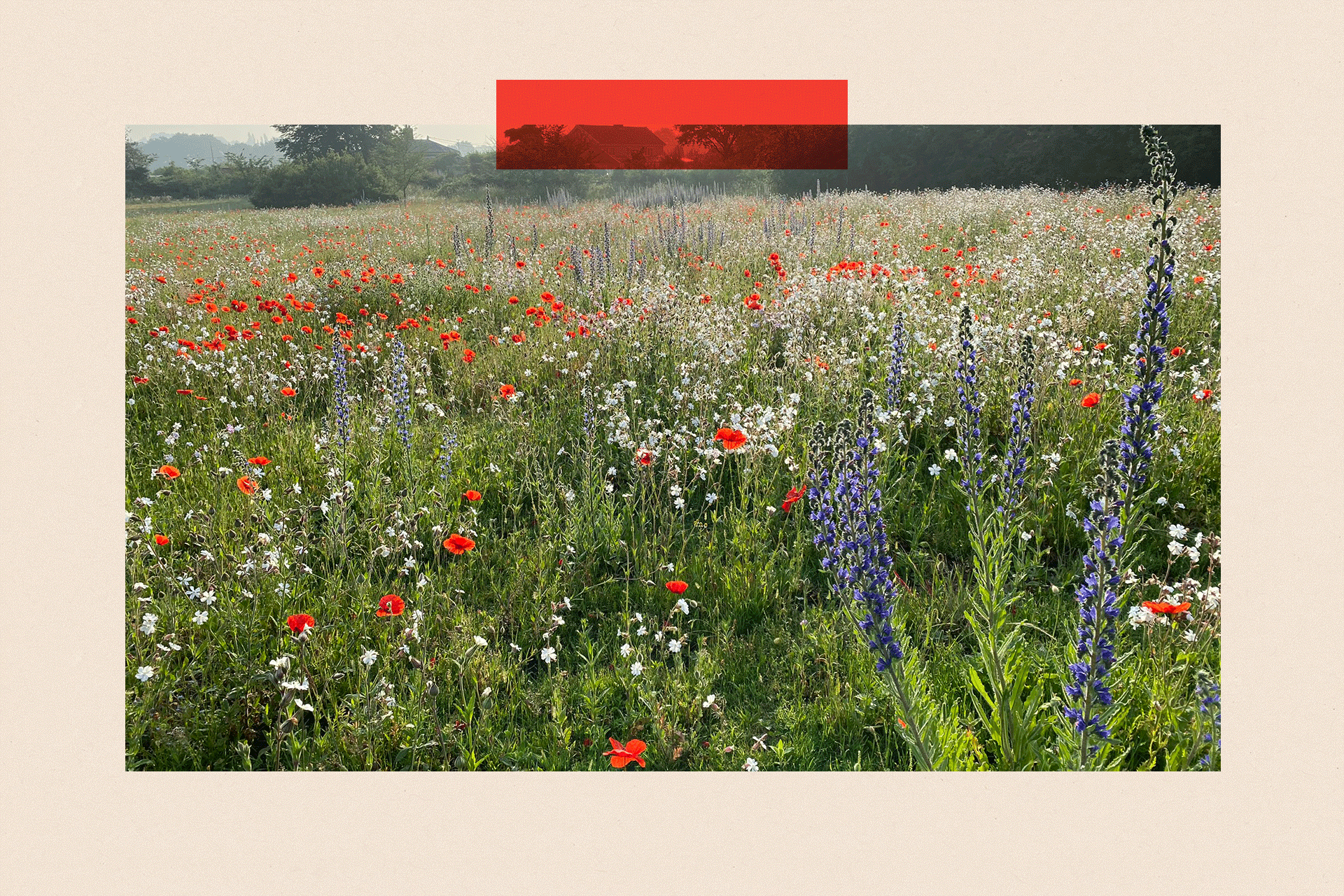 A wildflower meadow, with green, white, red and blue
