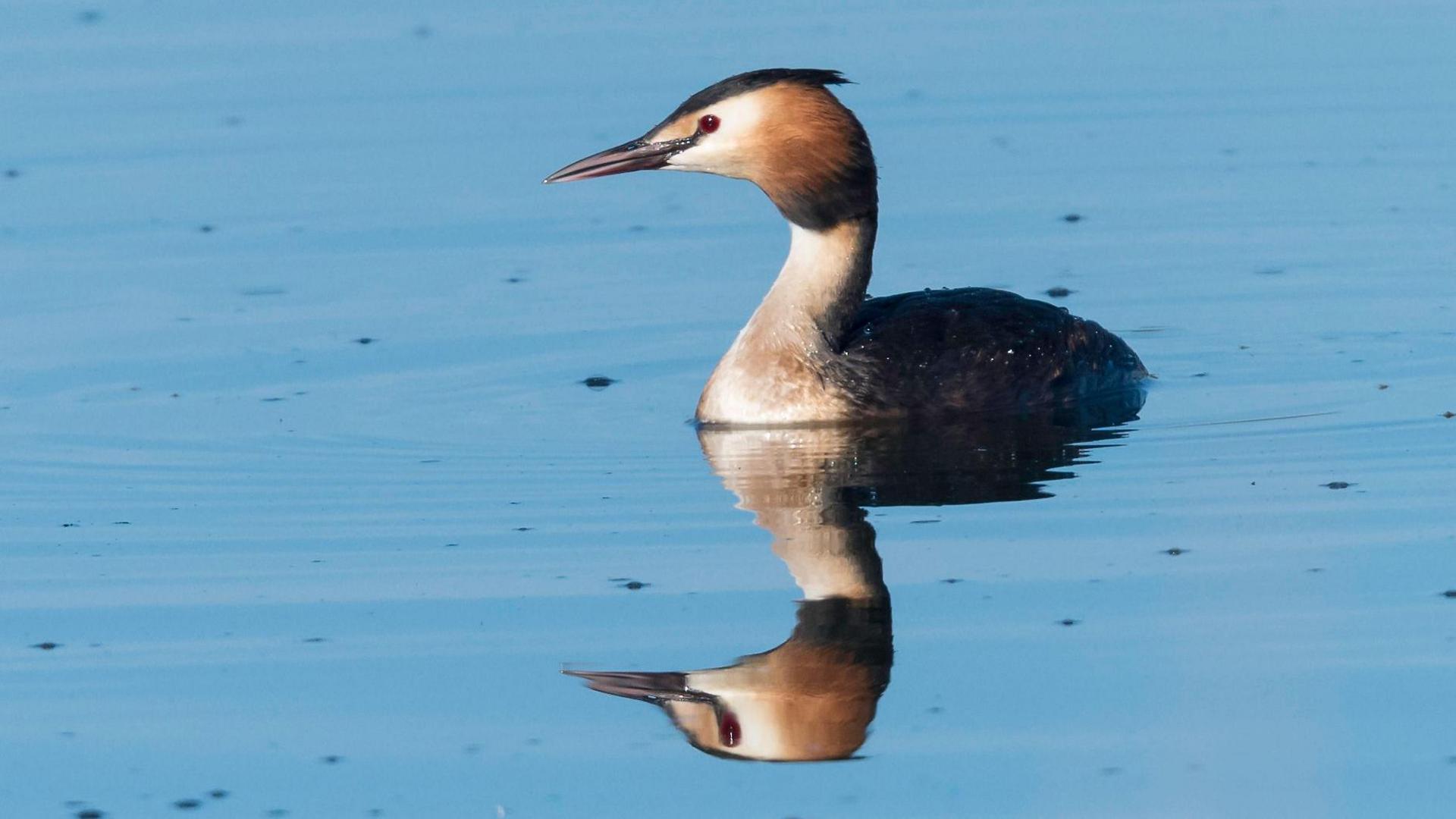 Great crested grebe at Nottinghamshire Wildlife Trust