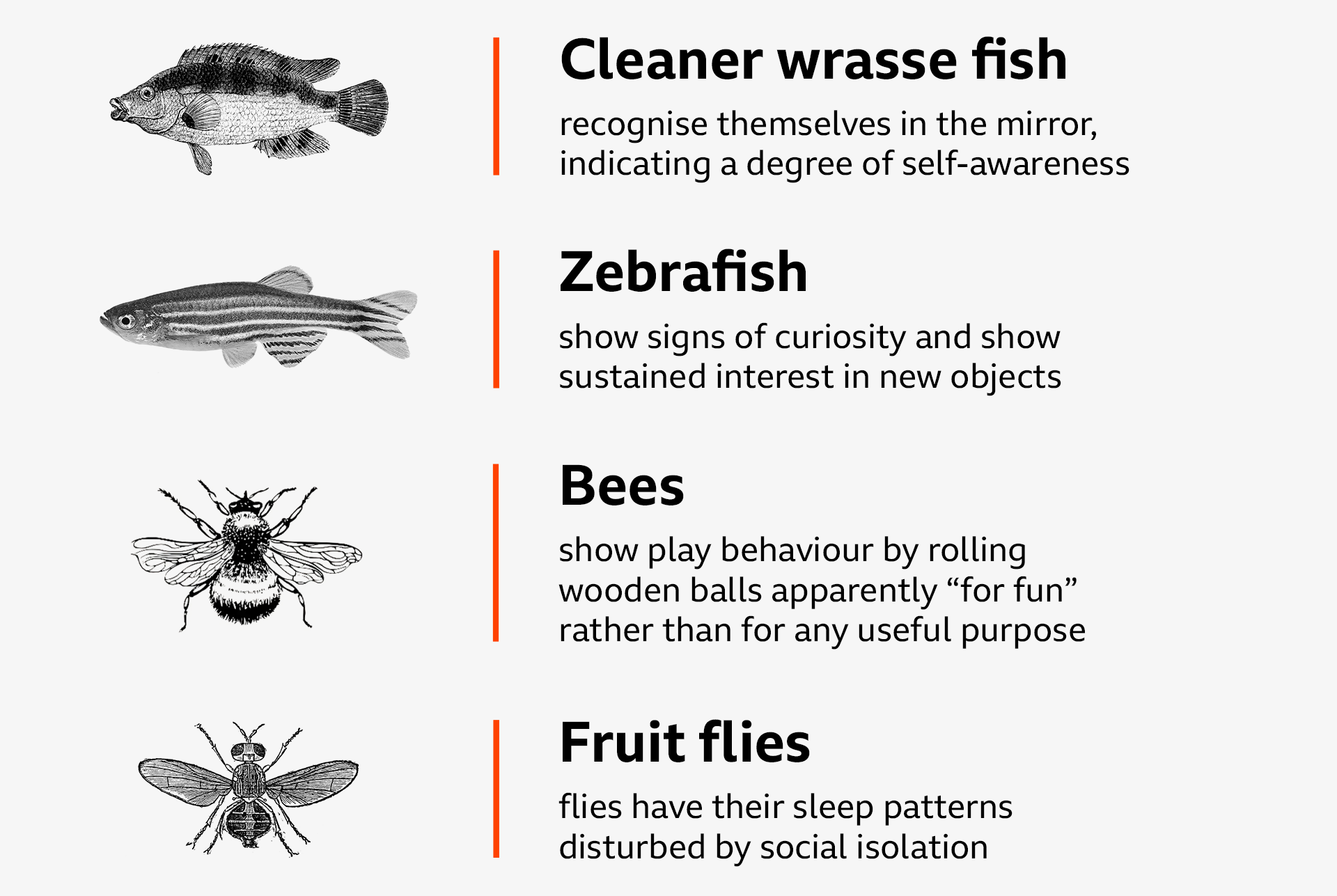 Cleaner wrasse fish recognise themselves in the mirror, indicating a degree of self-awareness. Zebrafish show signs of curiosity and show sustained interest in new objects.  · Bees show play behaviour by rolling wooden balls apparently “for fun” rather than for any useful purpose. Fruit flies have their sleep patterns disturbed by social isolation 