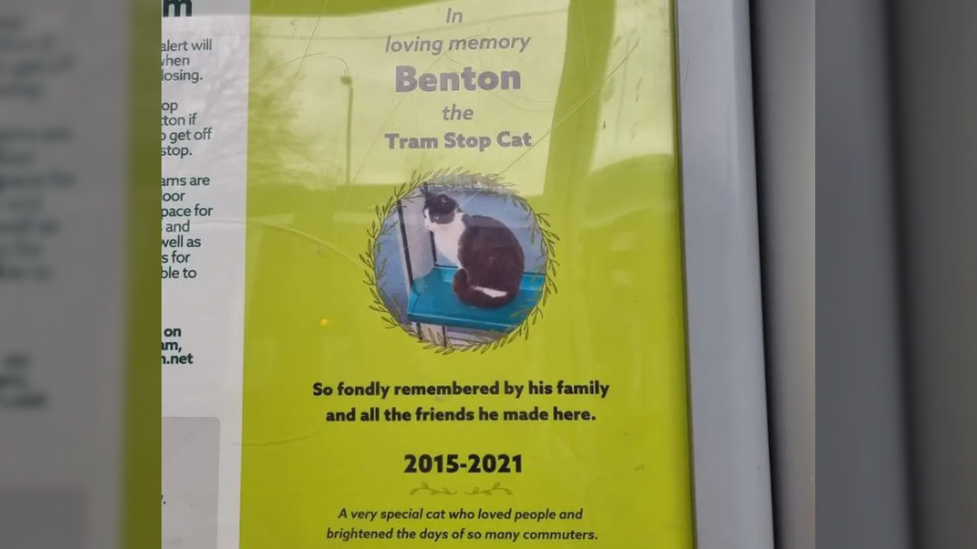 A picture of the memorial for Benton the cat.