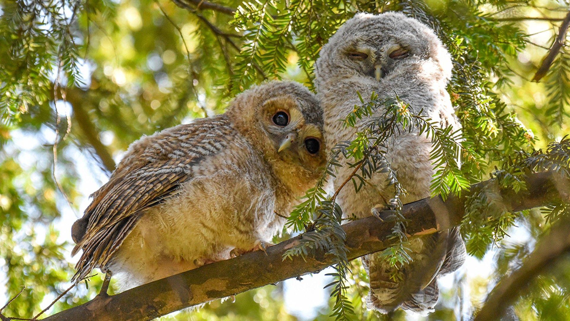 Tawny owls. 