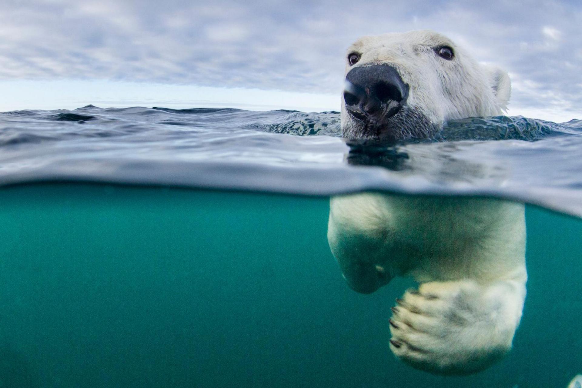 The bear is swimming in the sea with its big paws. Its head is above the water and it is looking into the camera.