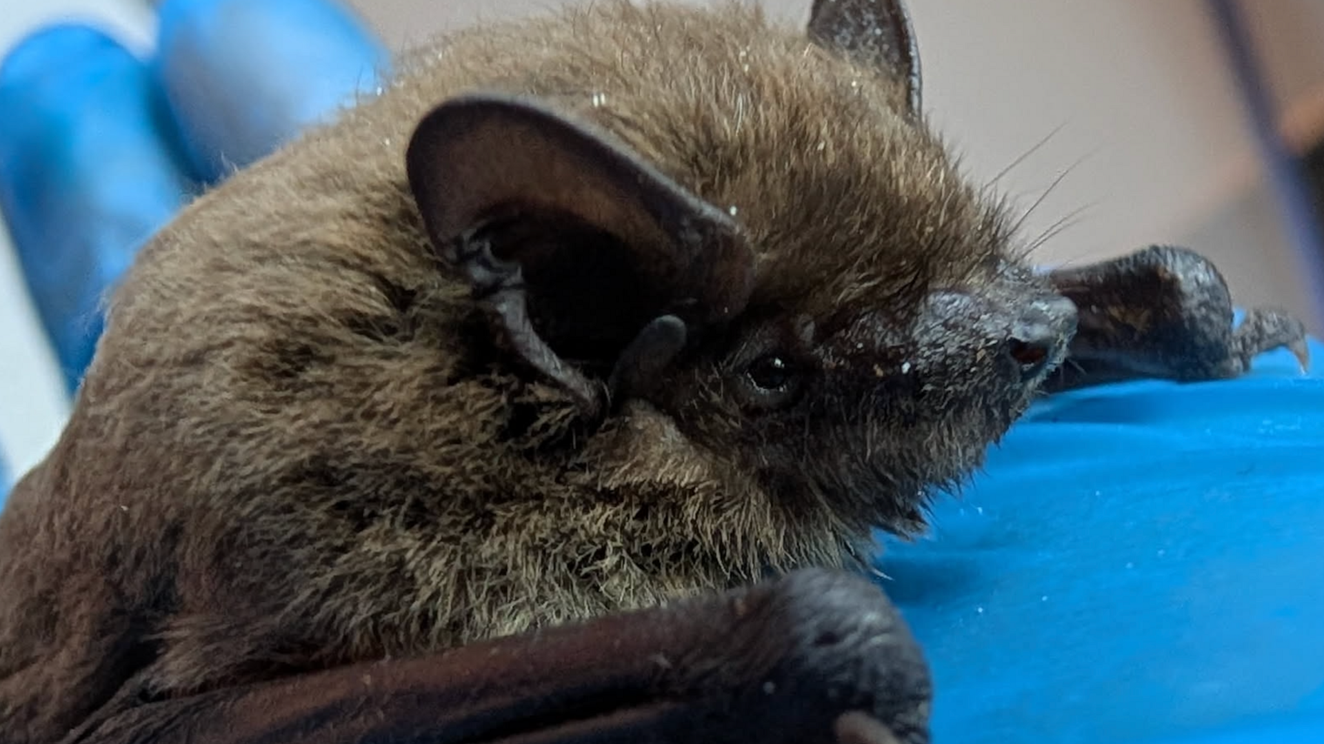 Nancy the bat is being held in blue latex gloves. In the photograph, her large black ears are pointed upwards and she has dark and light brown coloured fur.