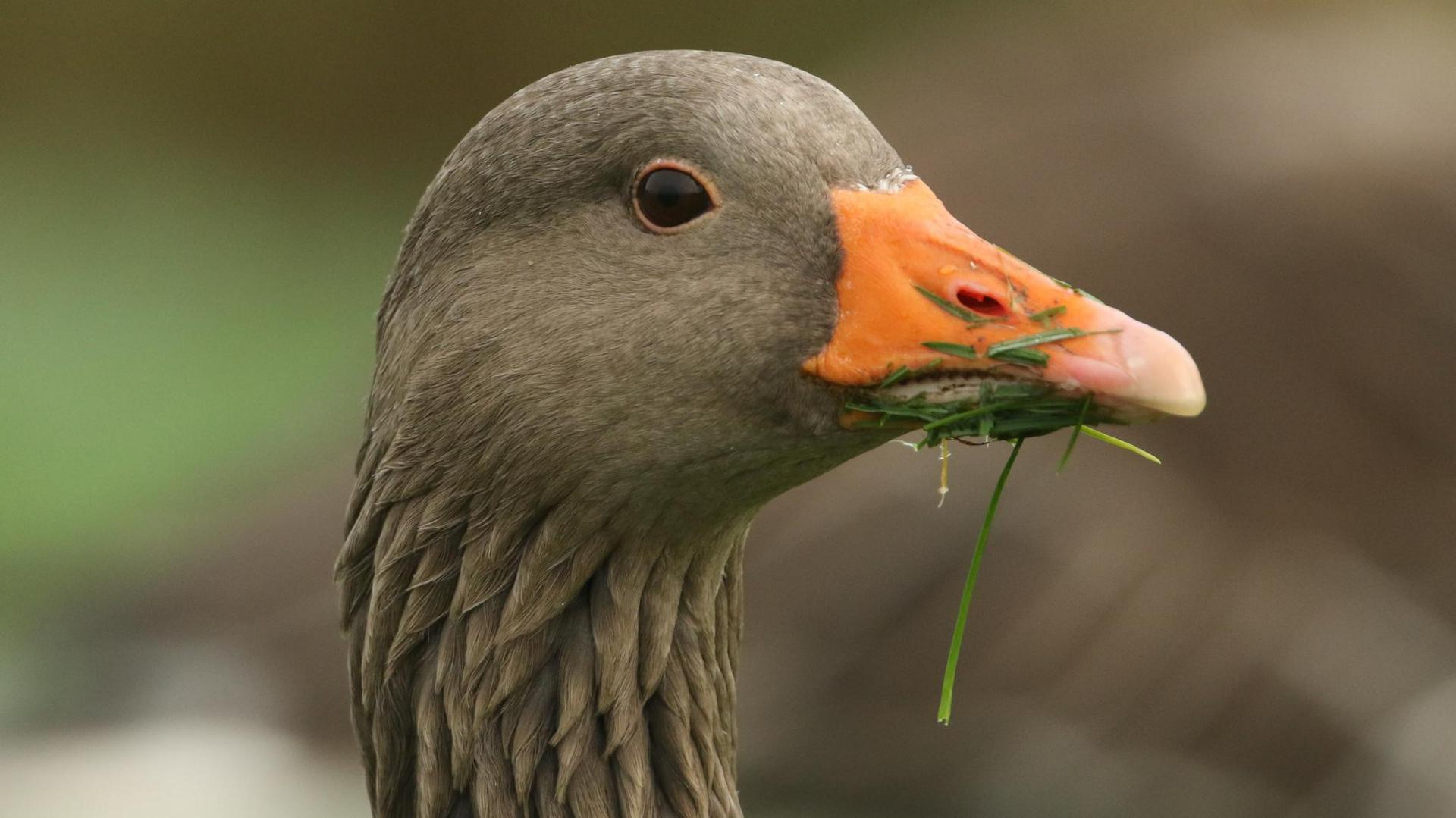 Greylag goose