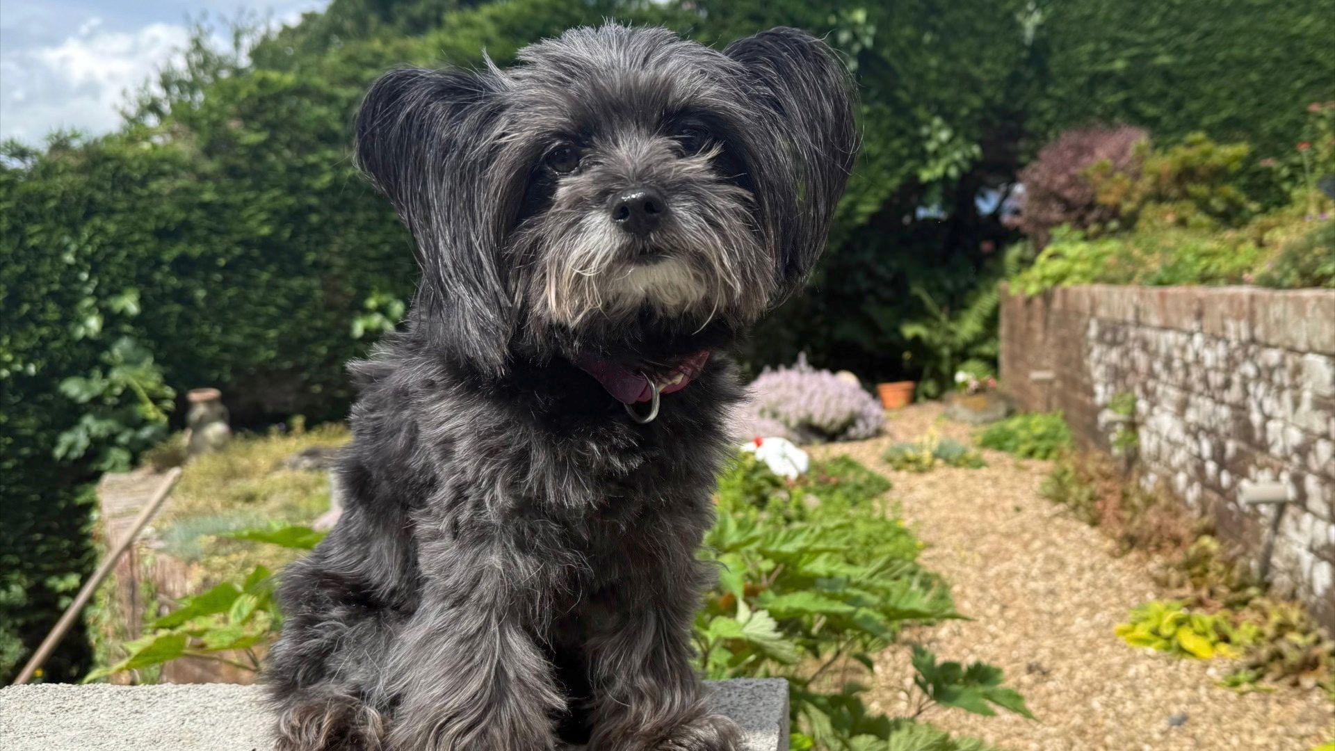 A dog looking into the camera at St Briavel's in Gloucestershire with greenery behind them.