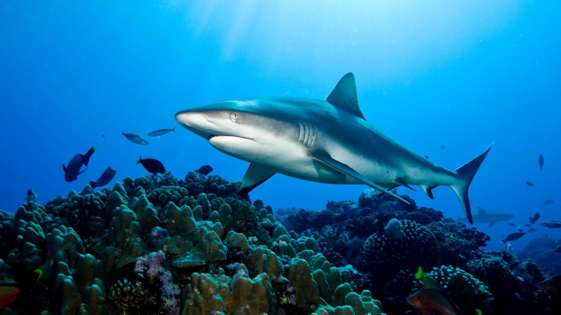 Grey reef shark on reef