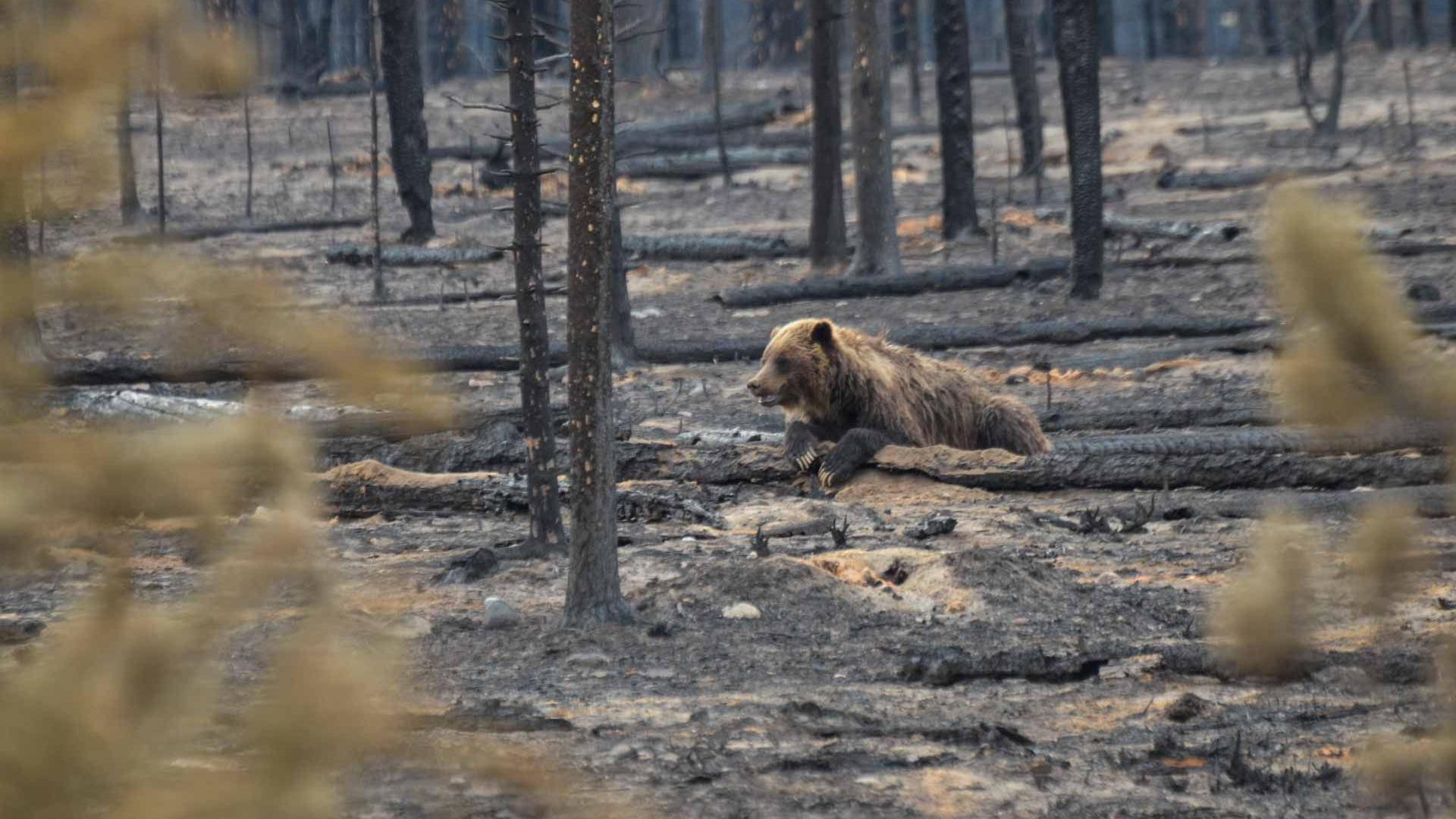 A grizzly bear rests on a log in Jasper National Park on Friday, surrounded by charred trees