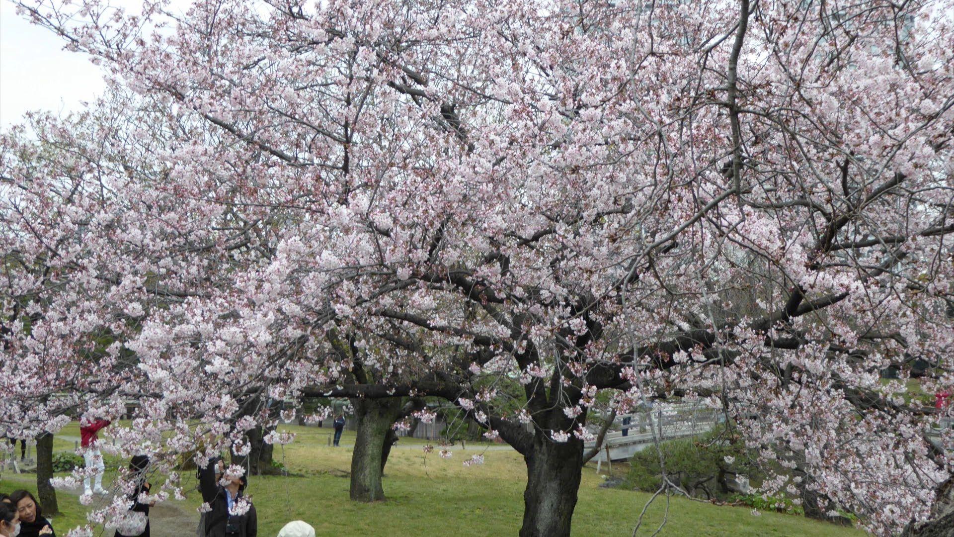 A pink tree in full blossom with a green background.