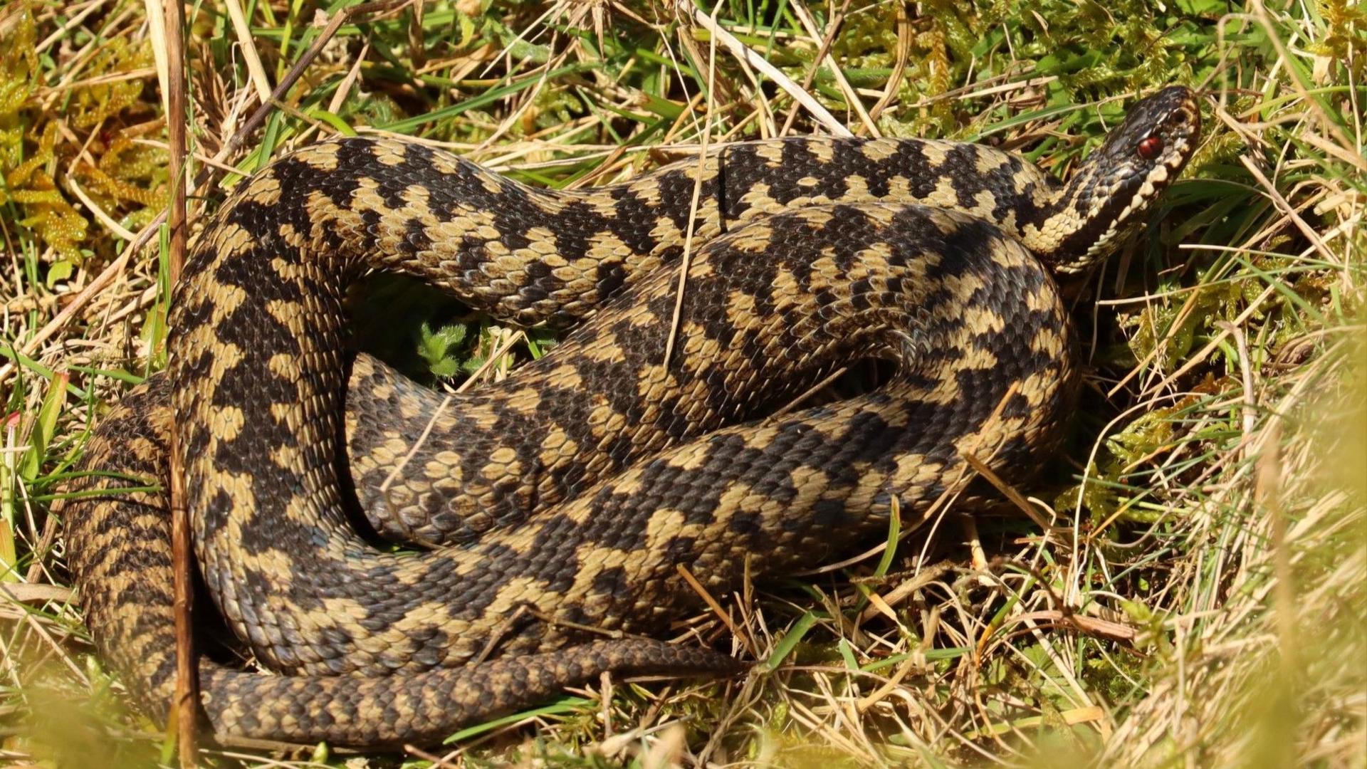 A close up image showing a dark and light brown patterned snake with red eyes coiled up in the grass. 