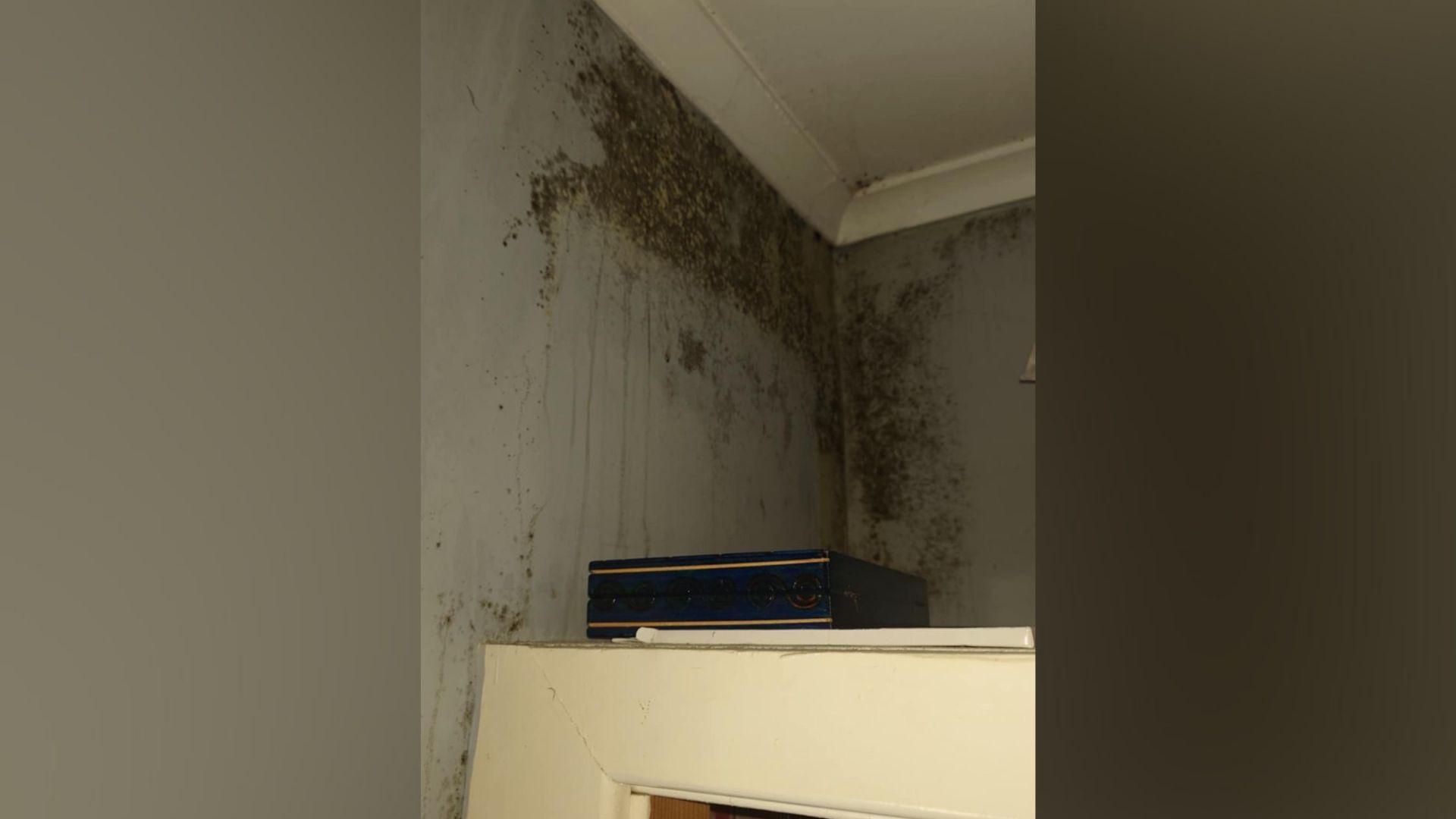 Mould in the corner of a wall above a white wooden cupboard. There is a white ceiling.