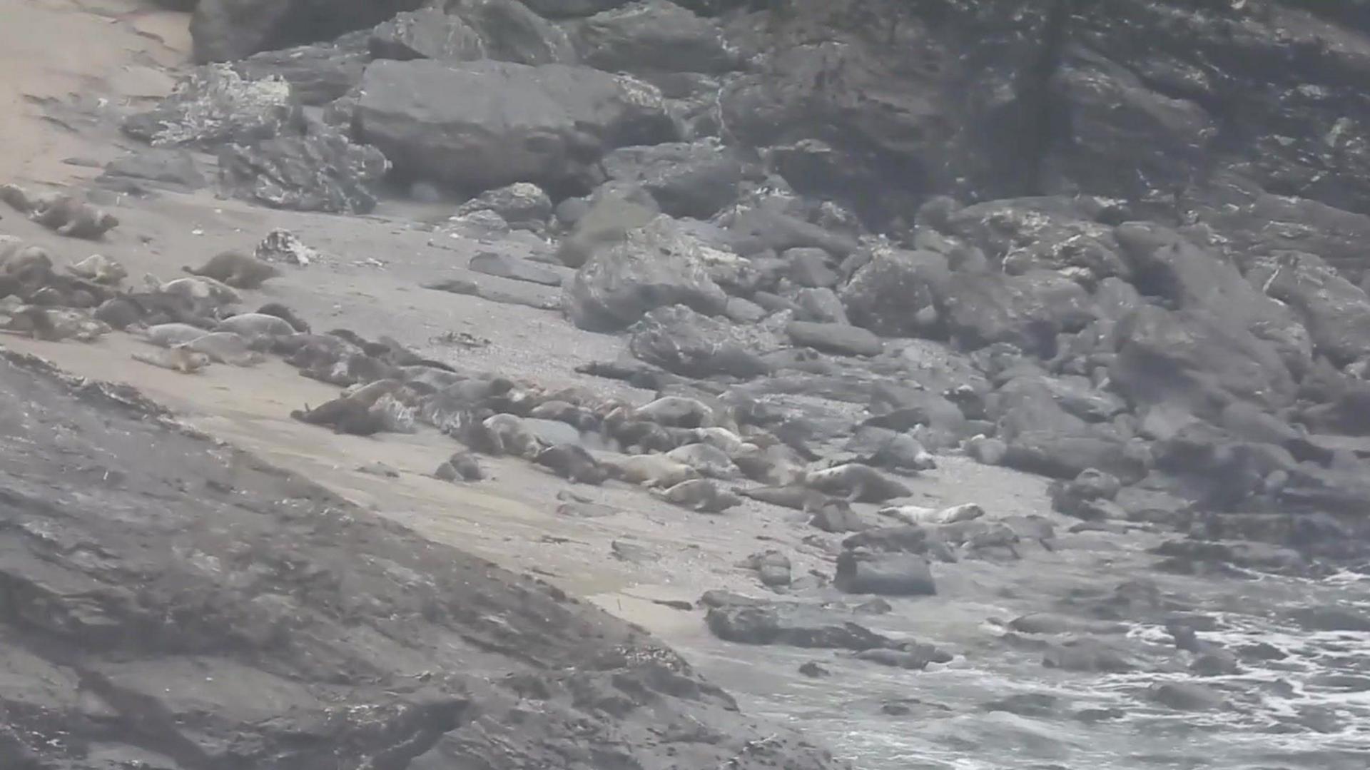 Dozens of seals stampede towards the sea across a rocky beach on an overcast day