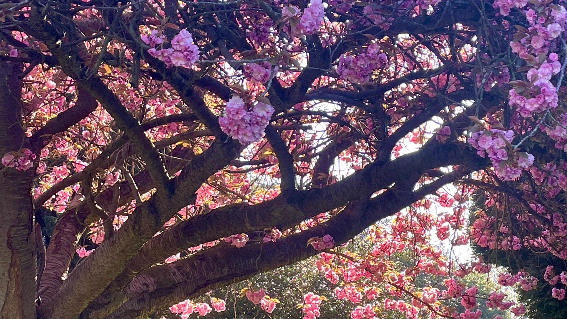 Close-up view of a tree full of pink blossom