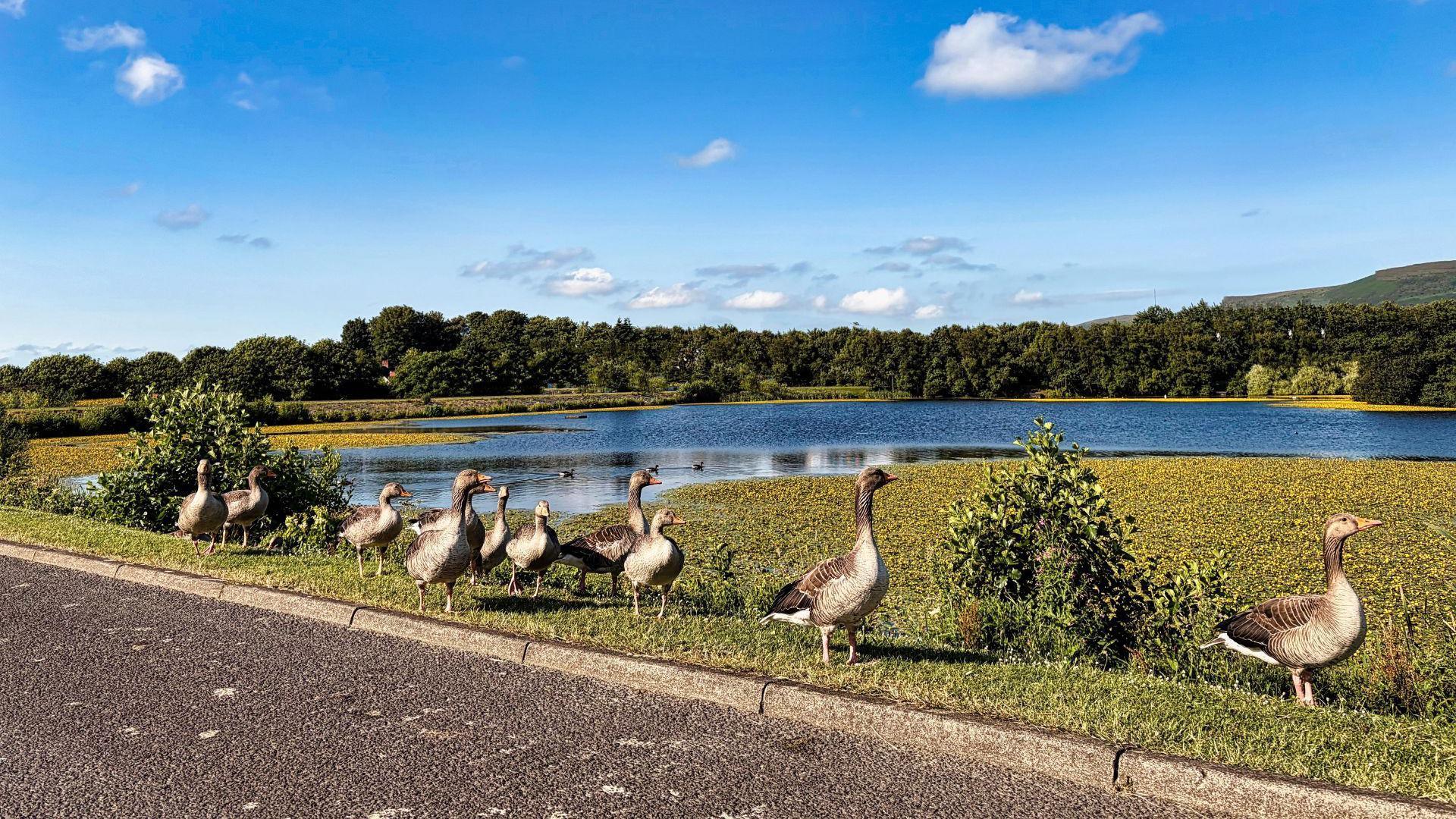About 11 geese walking along a grass verge in a park with a tarmacked path in the foreground. A lake can be seen behind and further into the background there is a blue sky and green trees.