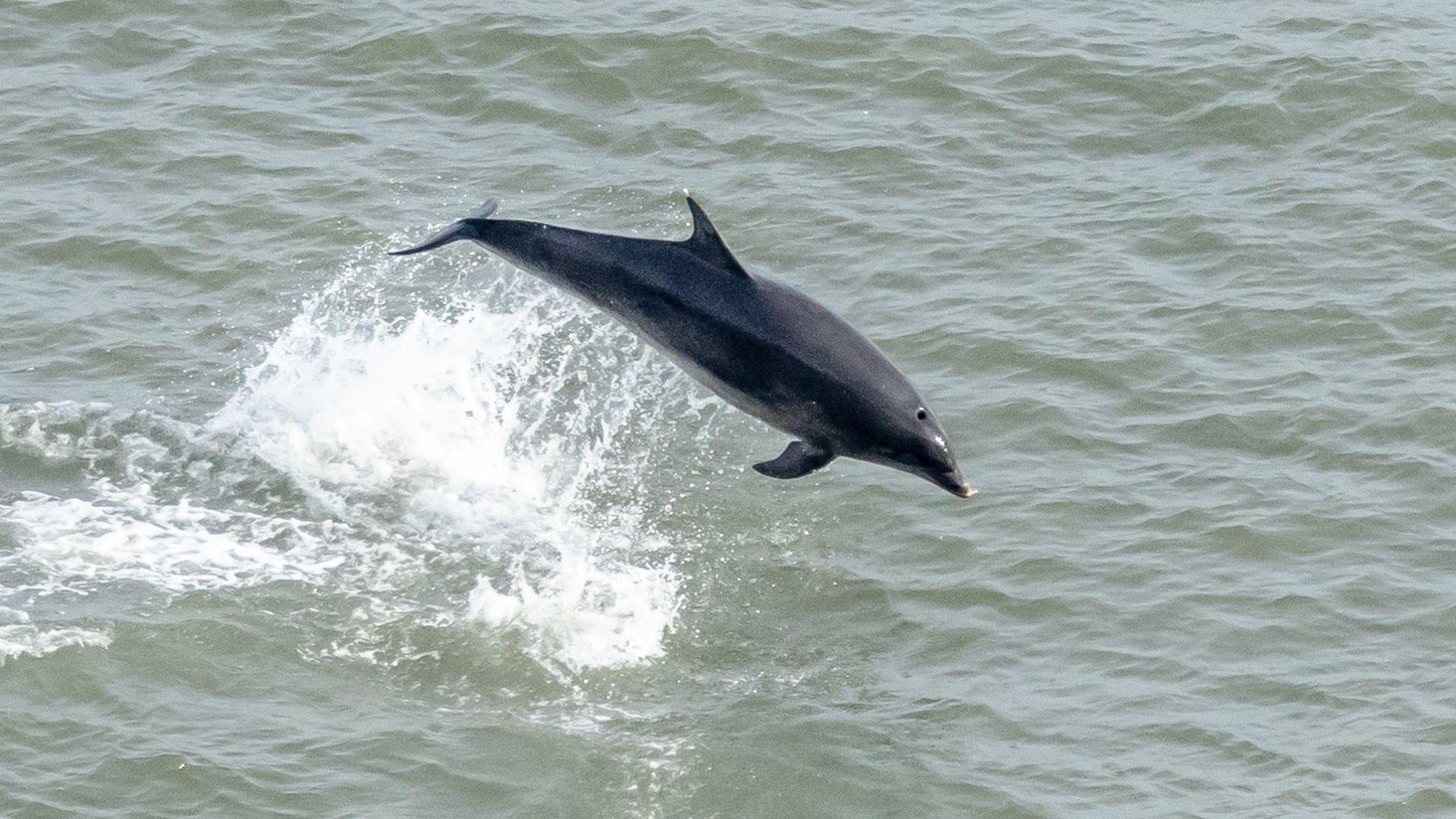 A bottle-nosed dolphin leaps out of the sea leaving a trail of white water behind