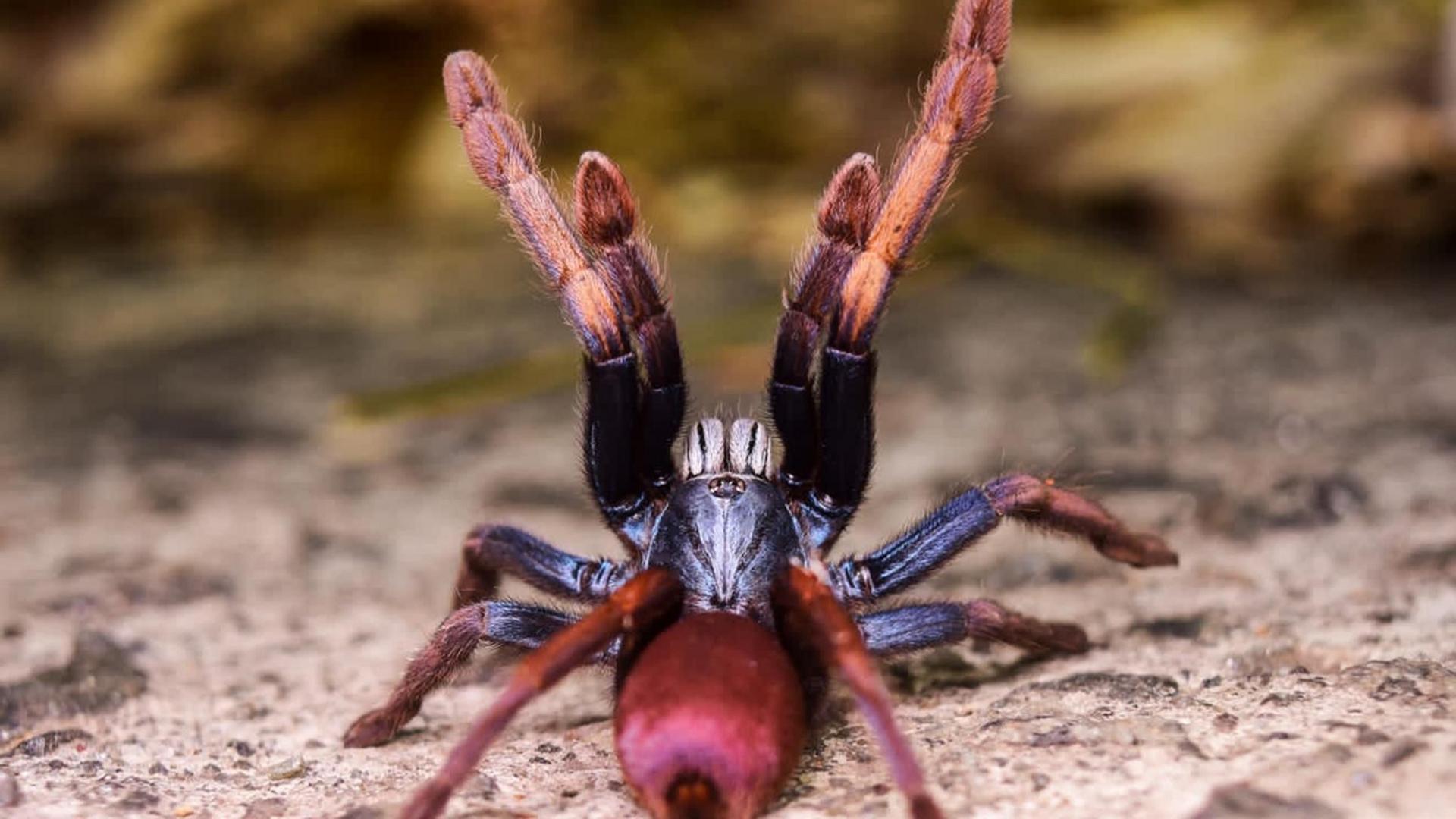 The Psychedelic earth tiger also known as the Indian rainbow tarantula, points its furry black and orange front legs to the sky. It has a black and burgandy abdomen and is covered in tiny hairs. 
