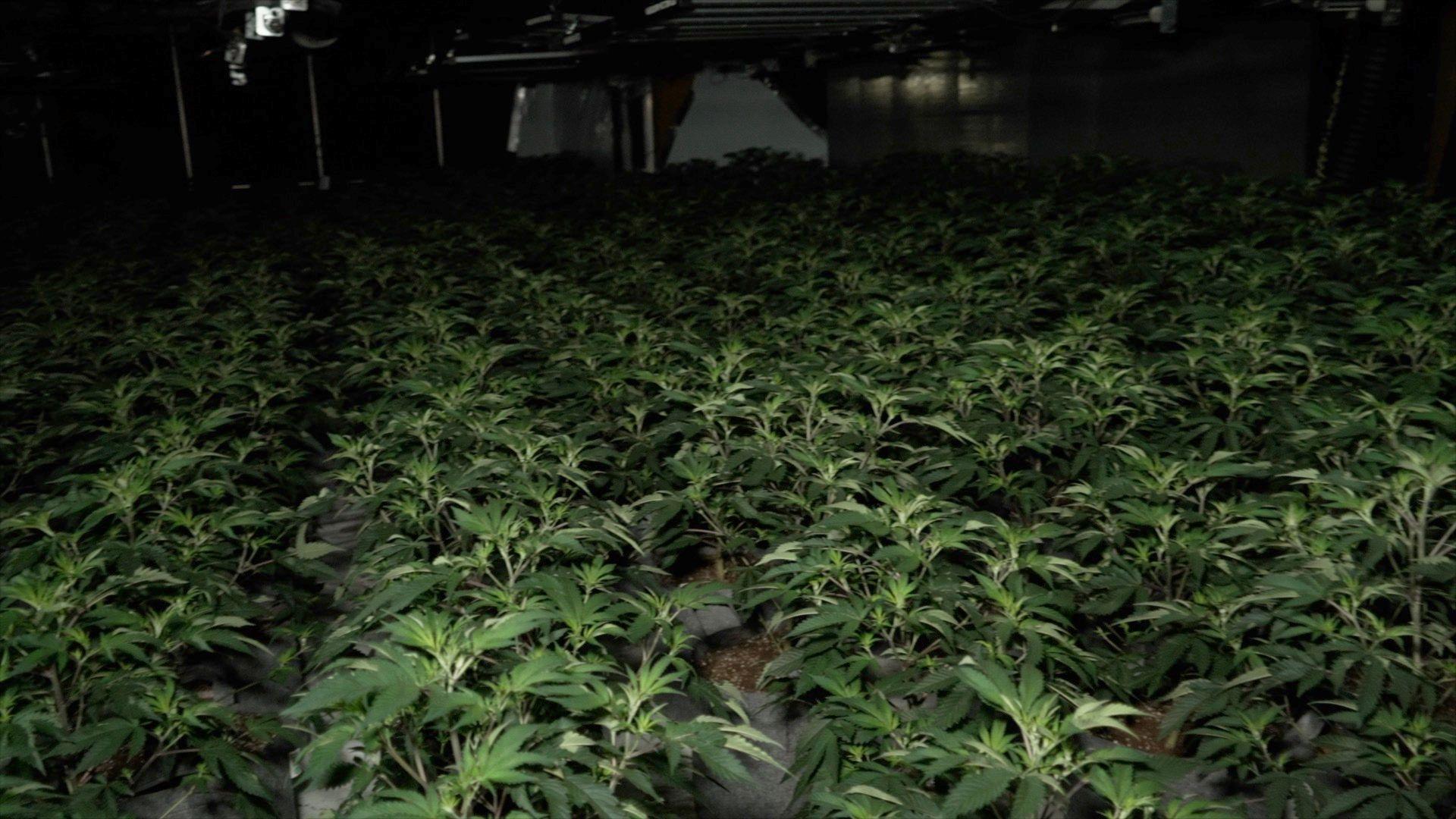 Rows of cannabis plant in a darkened foom