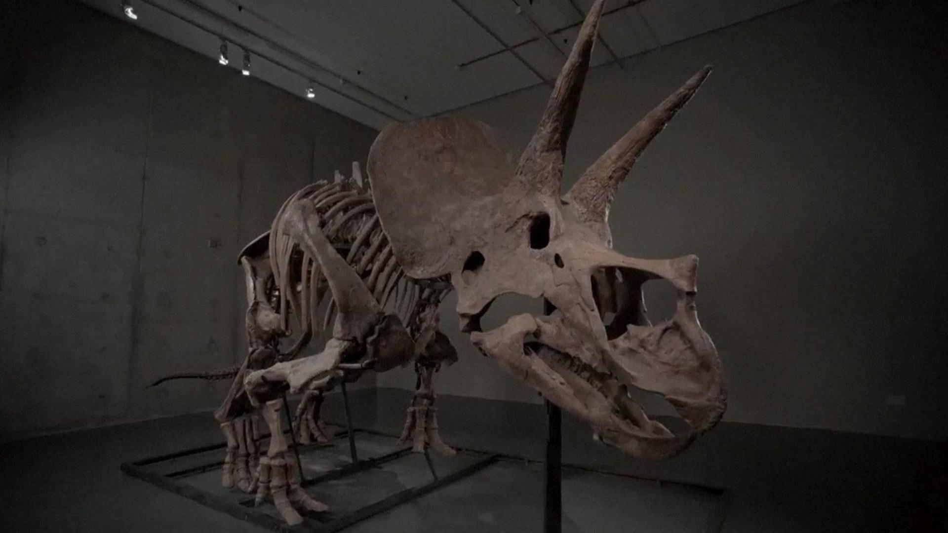 A dinosaur fossil standing upright