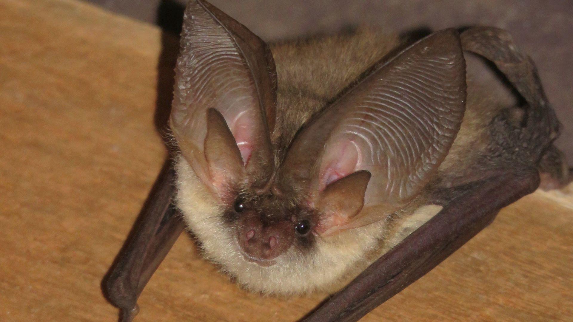 A close up of a grey long-eared bat. It is looking directly at the camera and restin gon a wooden worktop. 