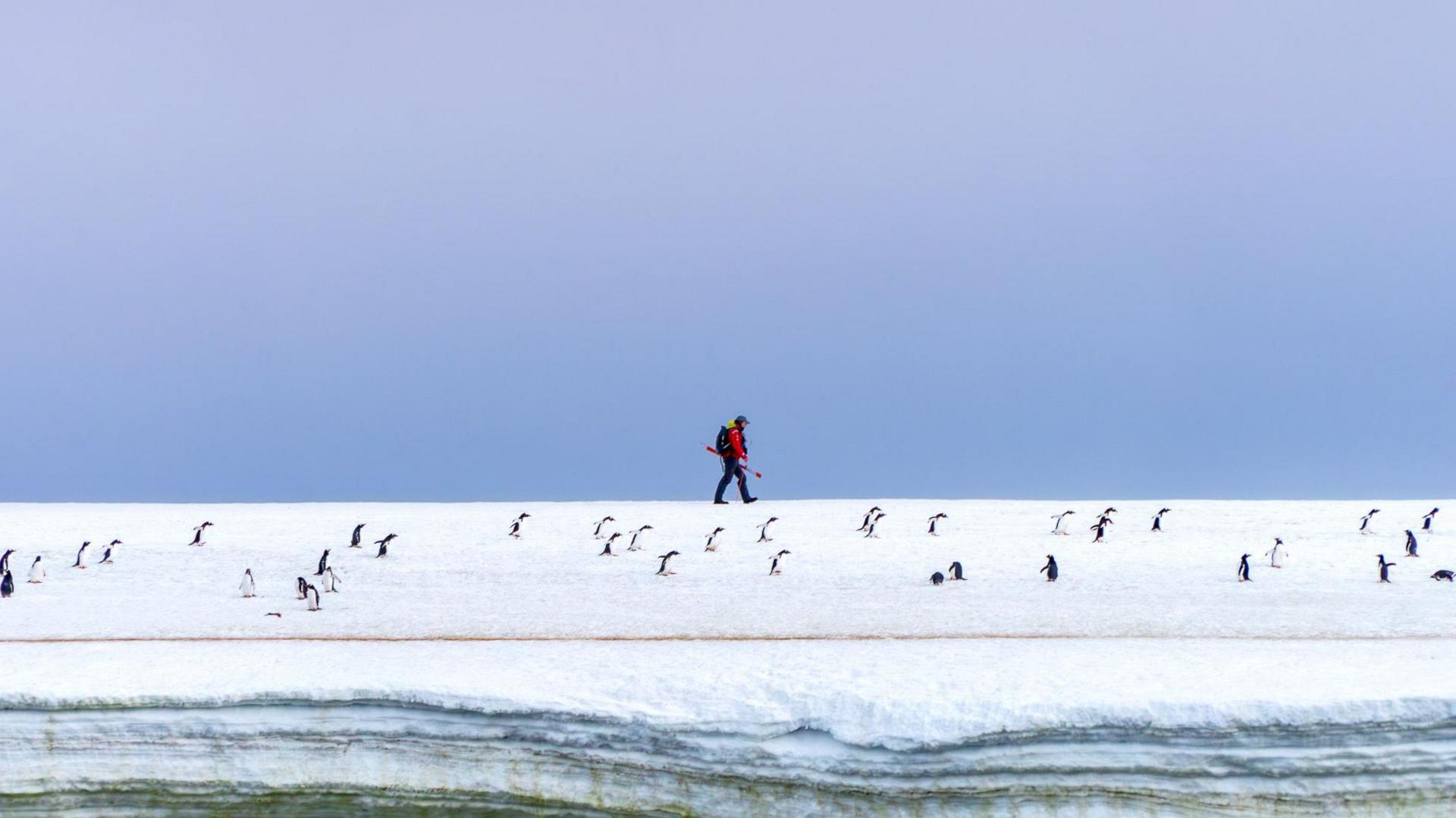 A tourist expedition guide walks across the Antarctic landscape, surrounded by penguins