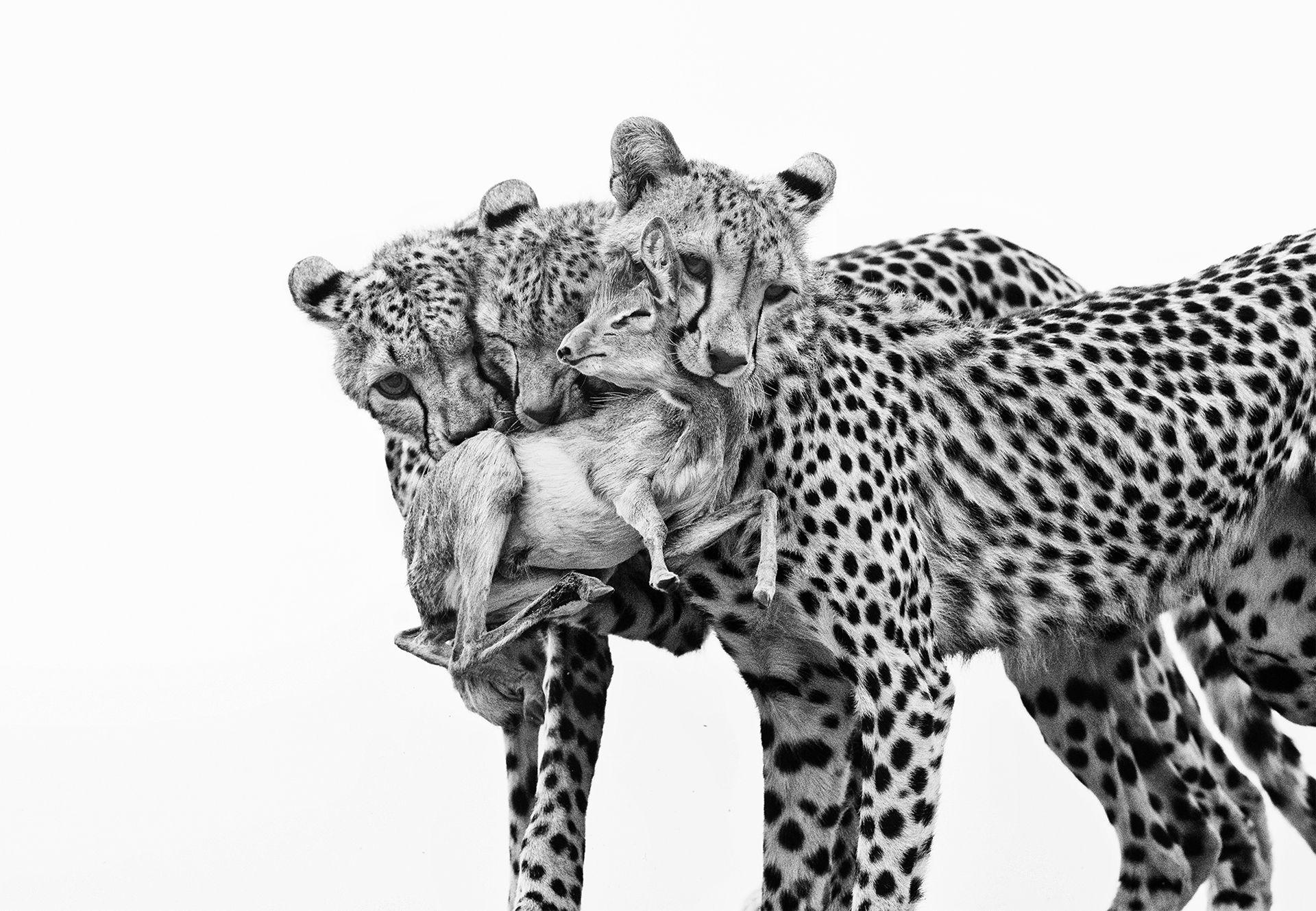 A black and white image of three young cheetahs holding a Günther’s dik-dik in their mouths.