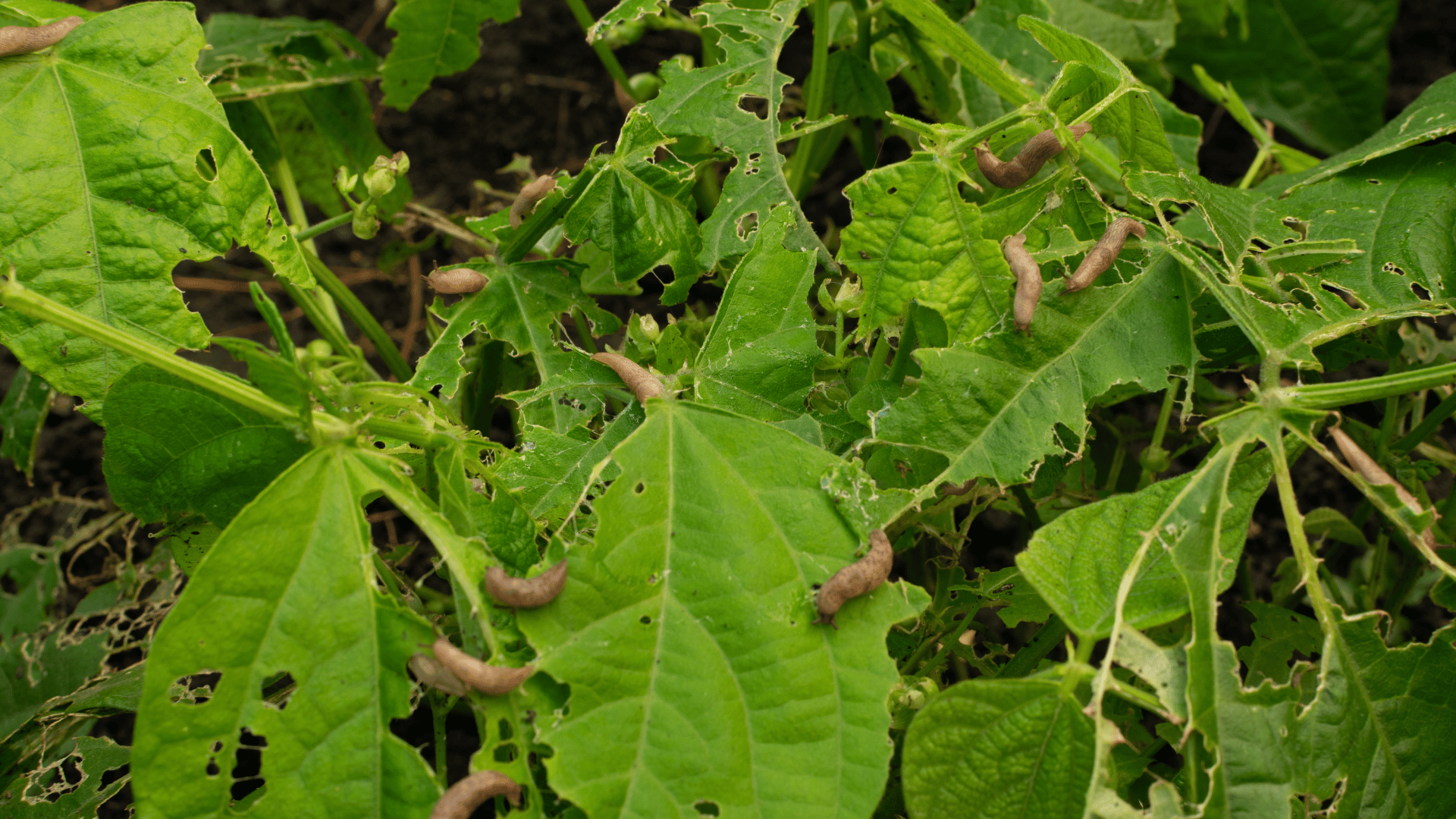Image shows slugs eating several plants
