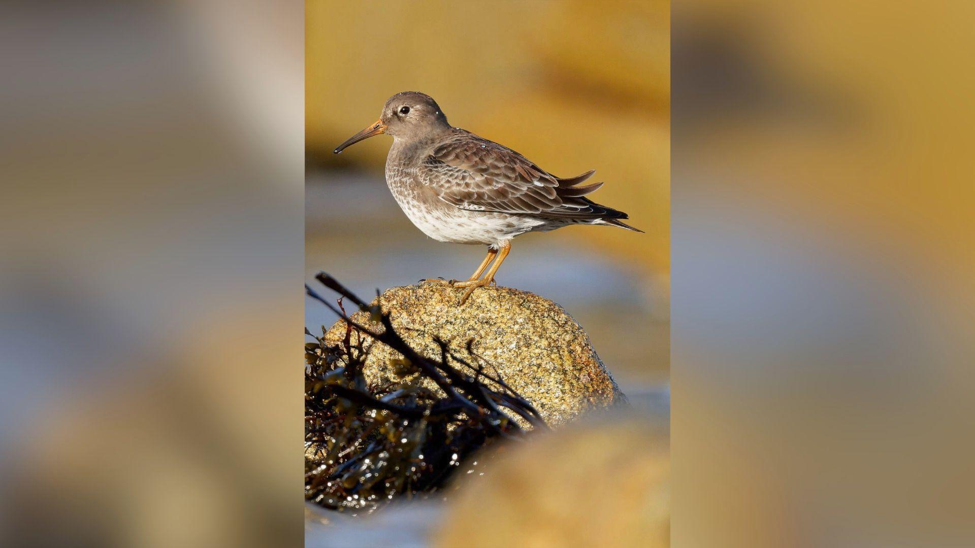 A purple sandpiper bird sits on a rock at the beach. The bird is mottled grey and white in colour with some darker brown tips on their wings.