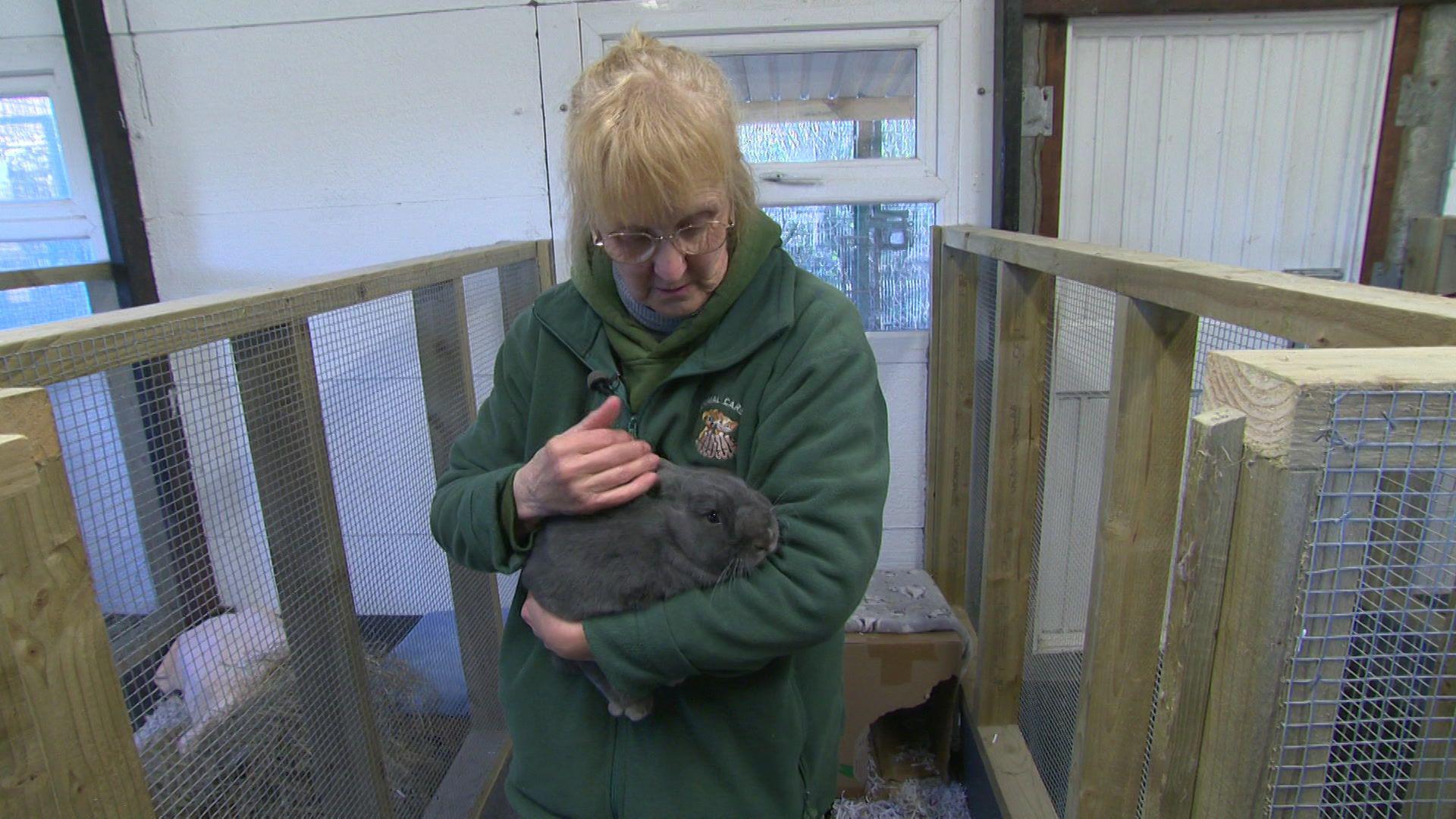 Ann Chard, in a green fleece top, cuddles a grey rabbit sitting inside a large pen