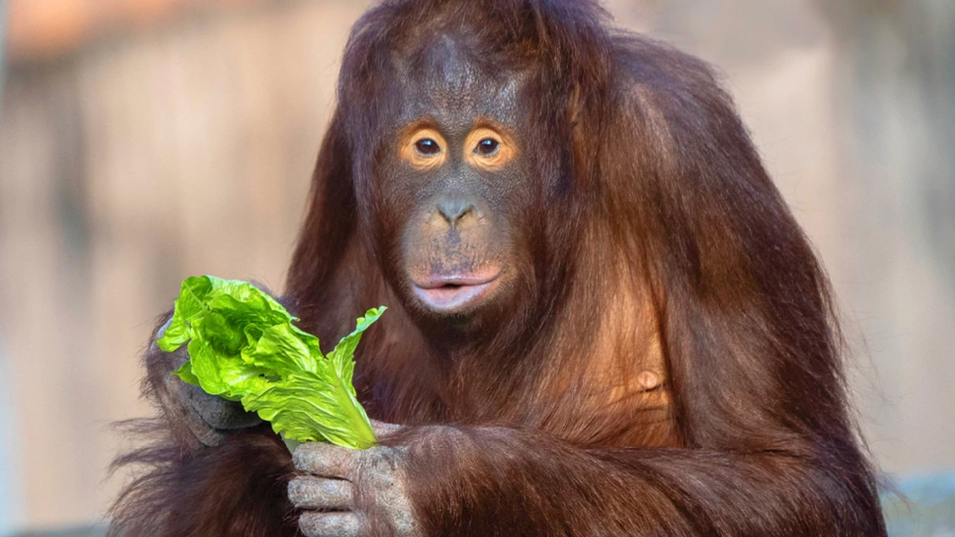 An orangutan, looking at the camera, holding a piece of lettuce in its hand.