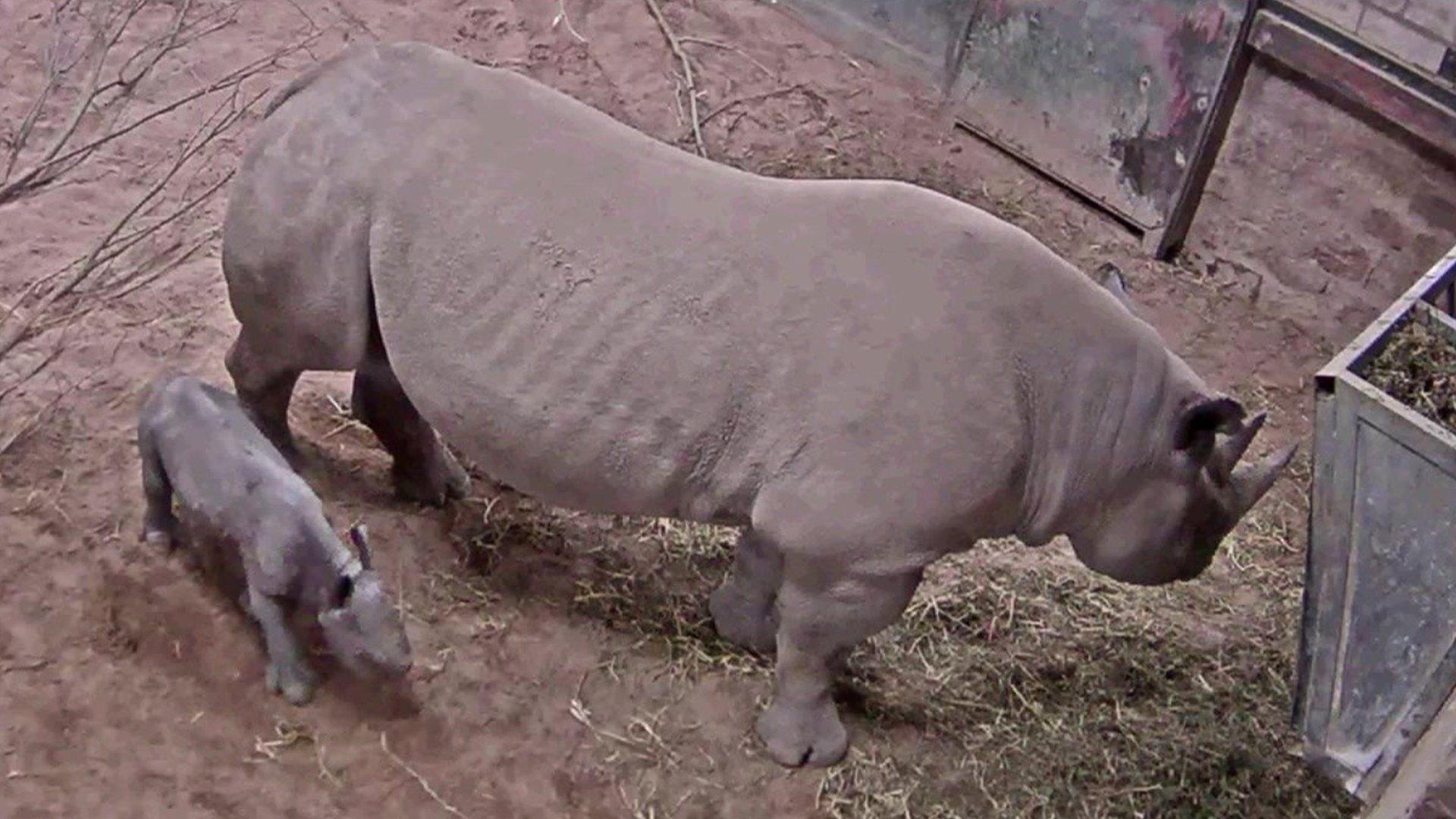 Rare baby rhino and mother