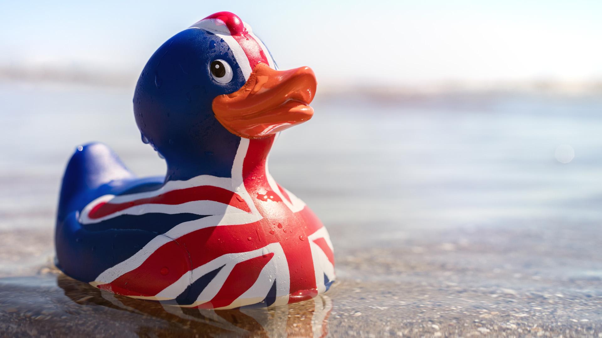 Union flag duck