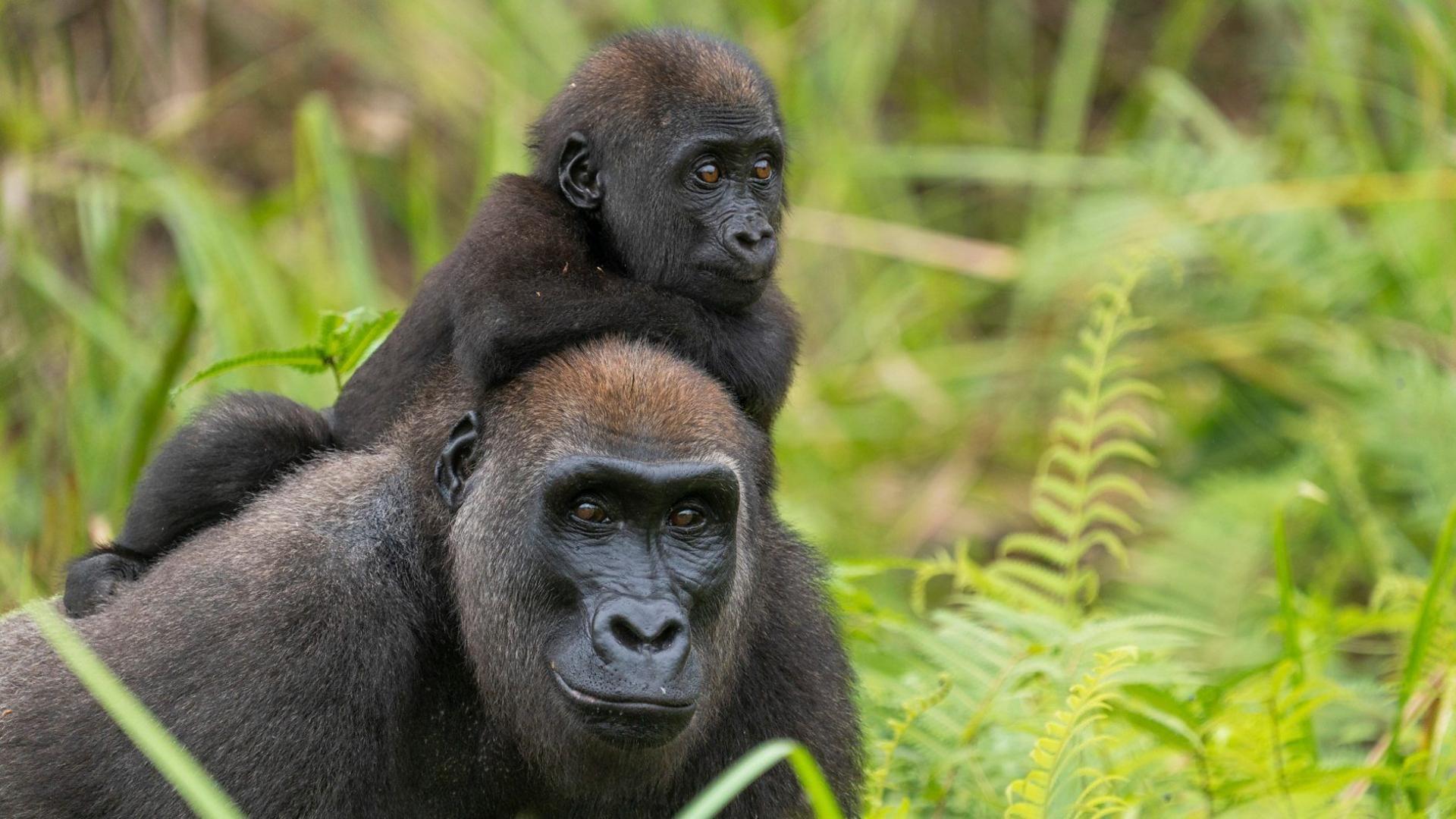 Western Lowland Gorilla mother carrying her young child through the Gabonese forest