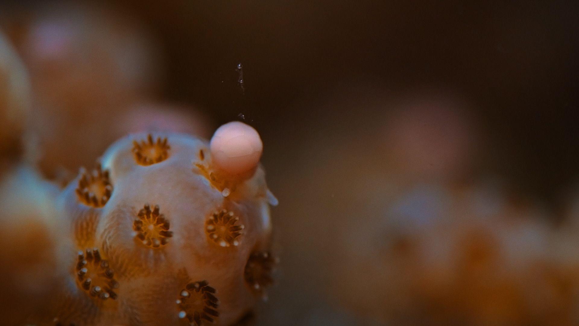 Close up image of a coral releasing an egg into the water.