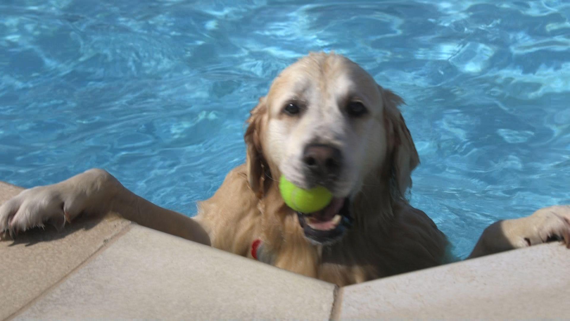 Golden retriever