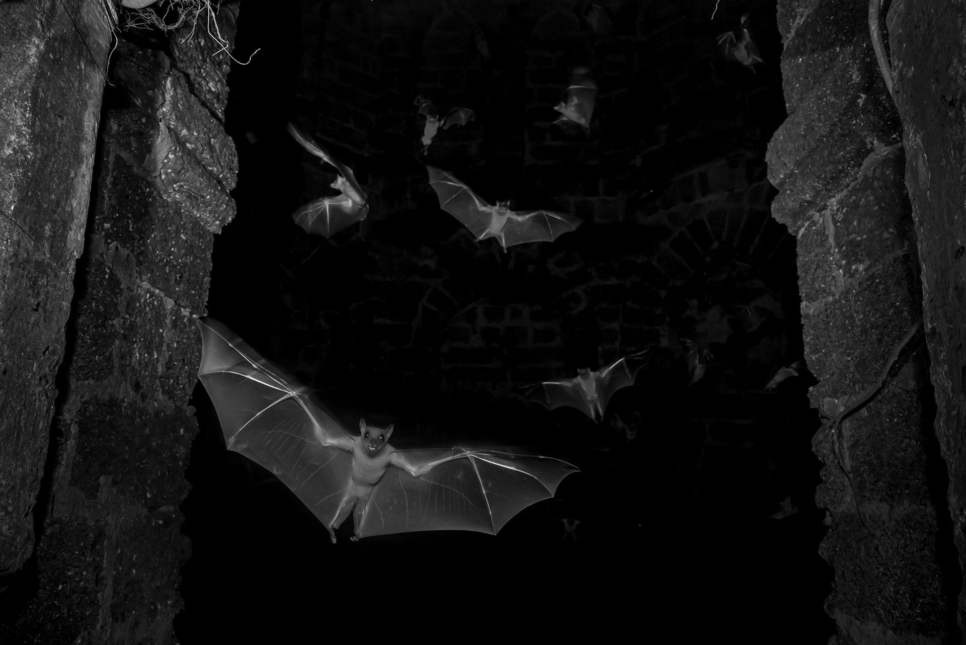 Multiple fruit bats fly out of a darkened, ruined building, wings extended.