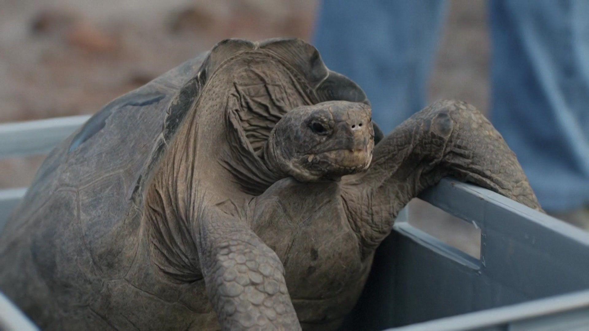 A tortoise hangs one arm out of a grey crate and looks ahead.