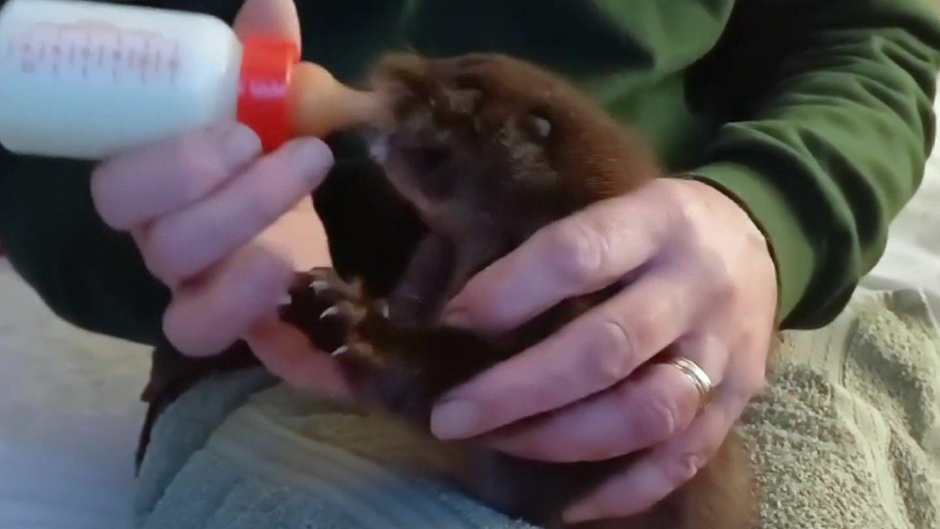 A small otter on a towel being fed with a bottle by a person in a green top.