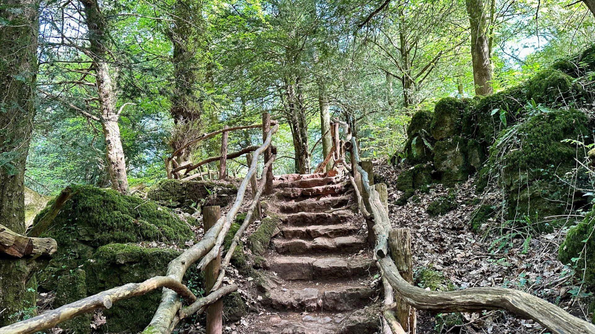 Green forest in Coleford with a stairway up the centre of the picture, with wooden rails running along the sides